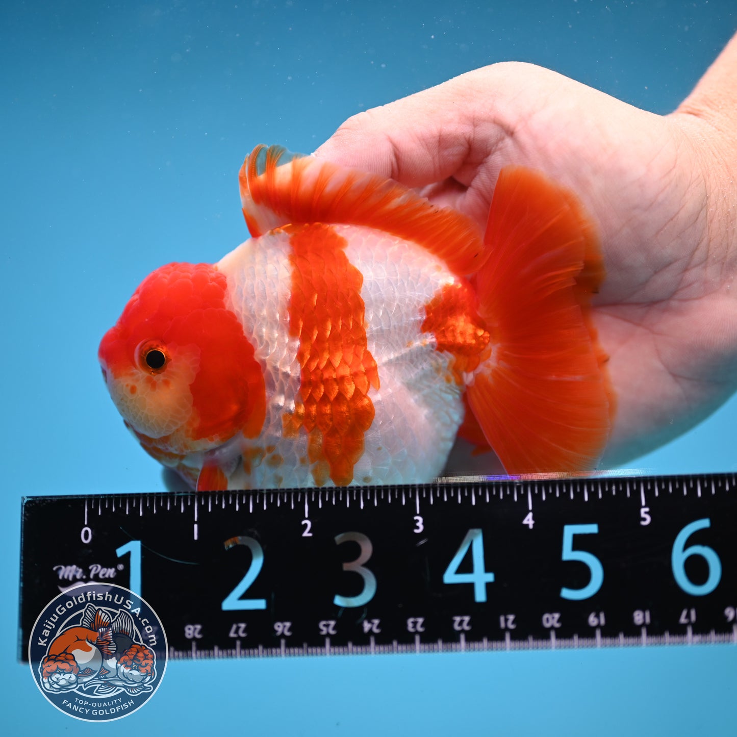 Fiery Red White Oranda 4 inch Body (250822_OR01)