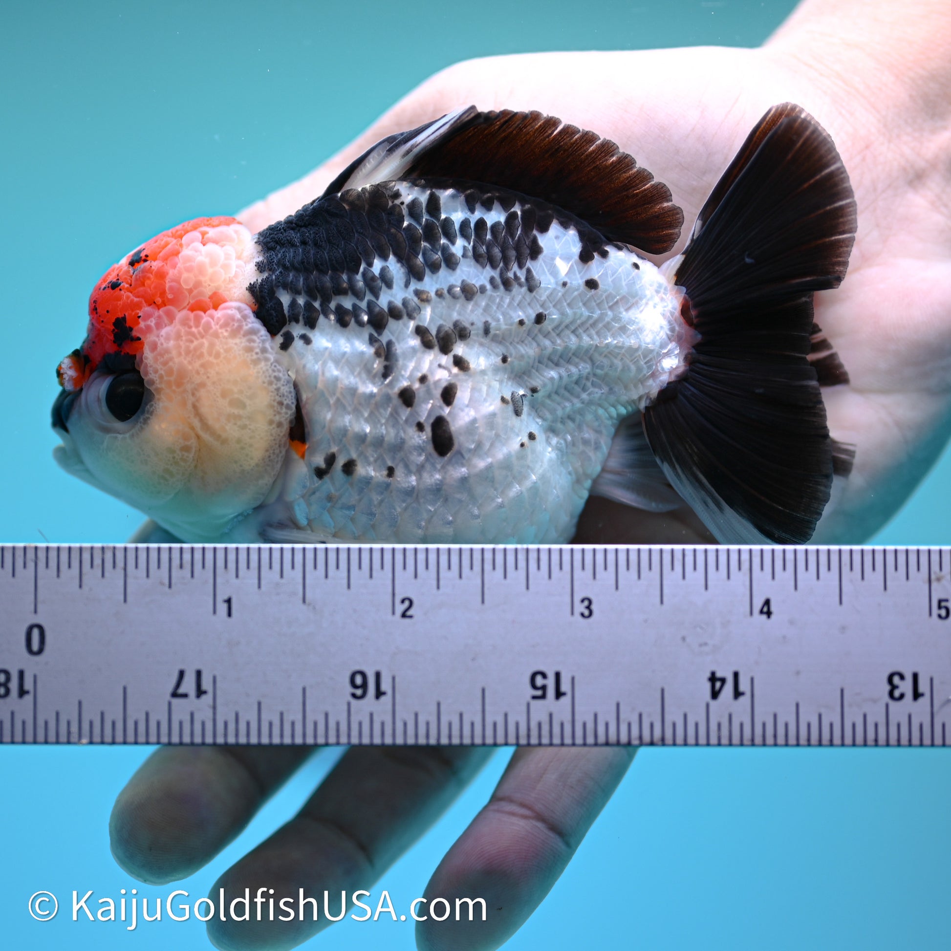 Tricolor YuanBao Oranda 3.75in body (240607_OR01) - Kaiju Goldfish USA