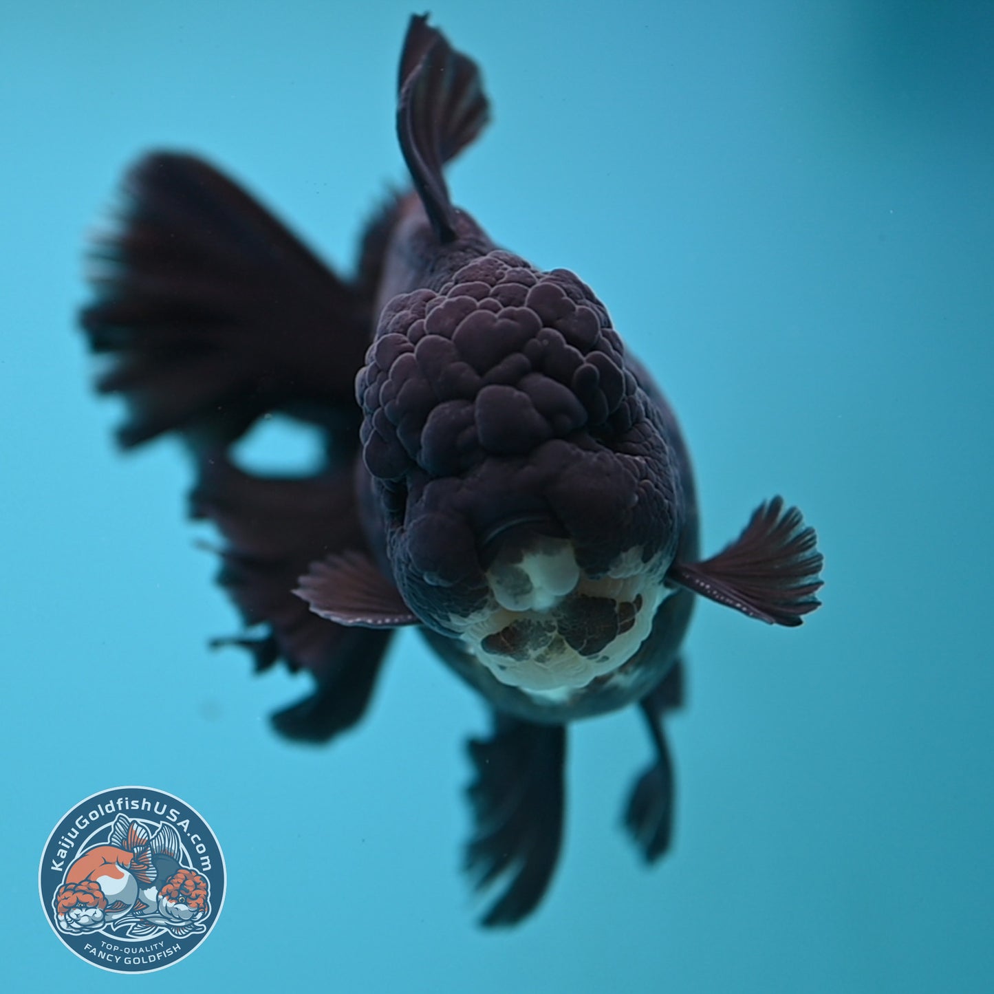 Black Rose Tail Oranda 4 inch Body (250613_OR01)