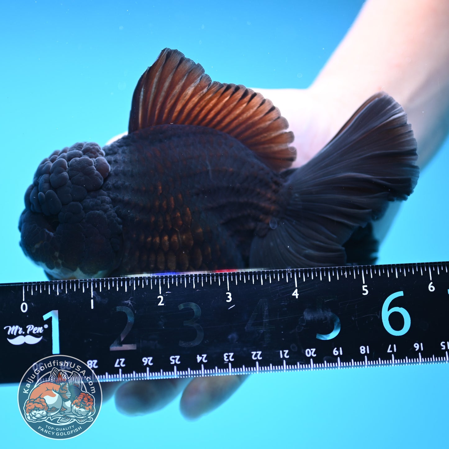 Black Rose Tail Oranda 4 inch Body (250613_OR01)