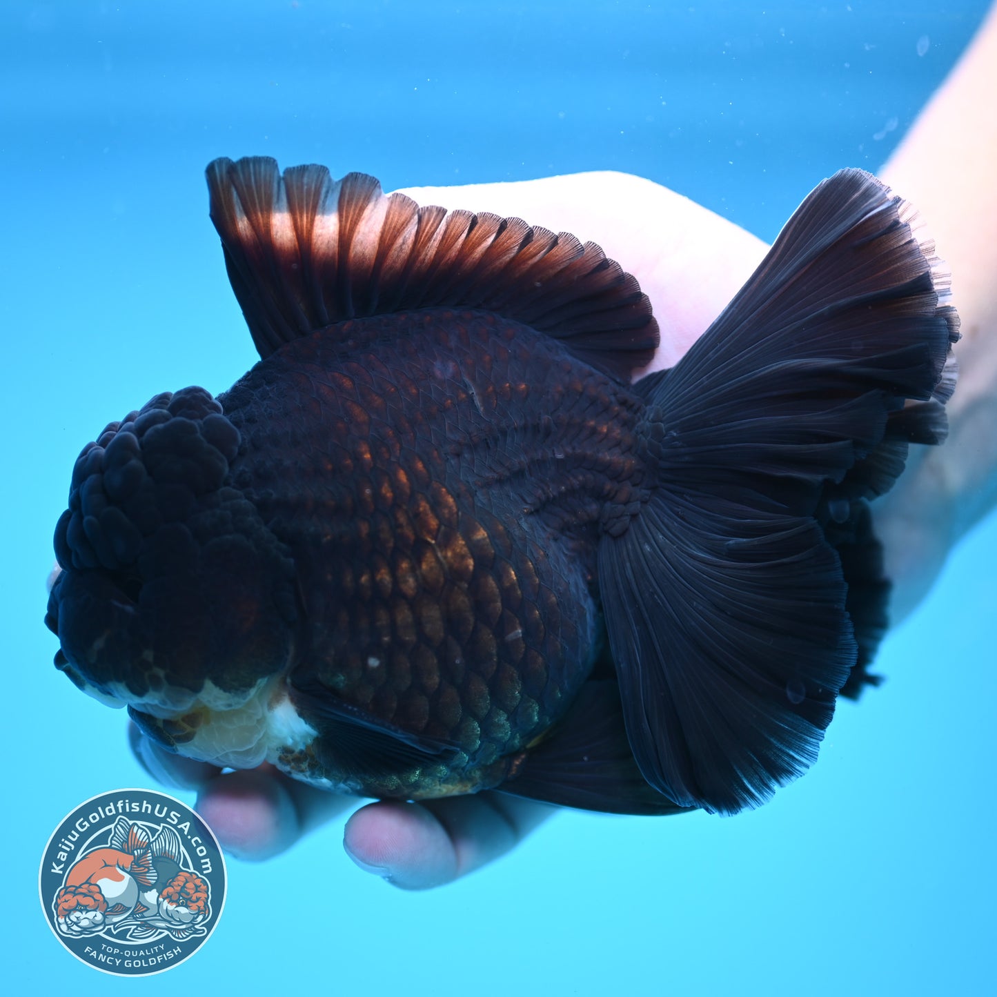 Black Rose Tail Oranda 4 inch Body (250613_OR01)