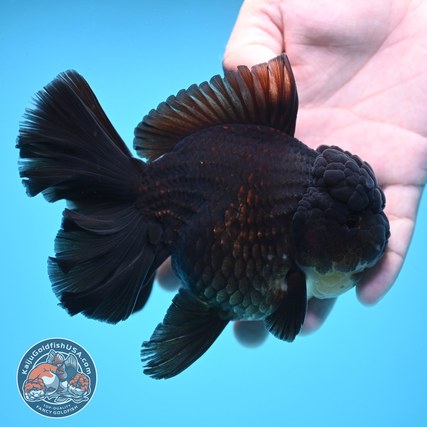 Black Rose Tail Oranda 4 inch Body (250613_OR01)