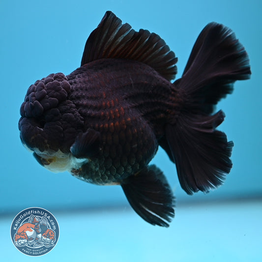 Black Rose Tail Oranda 4 inch Body (250613_OR01)