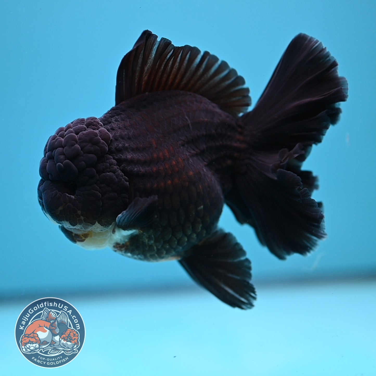 Black Rose Tail Oranda 4 inch Body (250613_OR01)