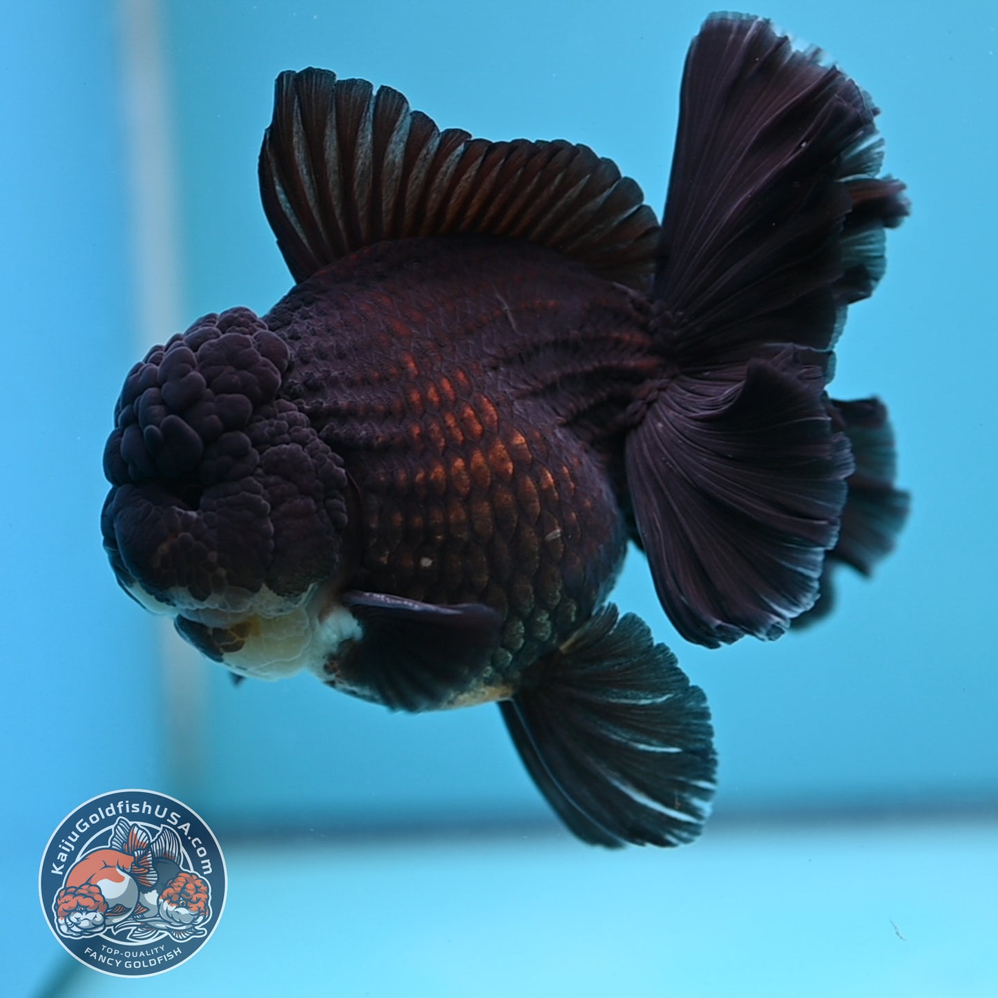 Black Rose Tail Oranda 4 inch Body (250613_OR01)
