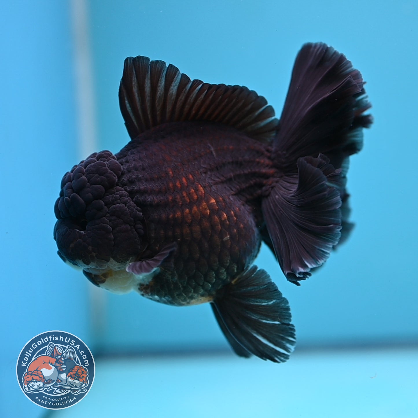 Black Rose Tail Oranda 4 inch Body (250613_OR01)