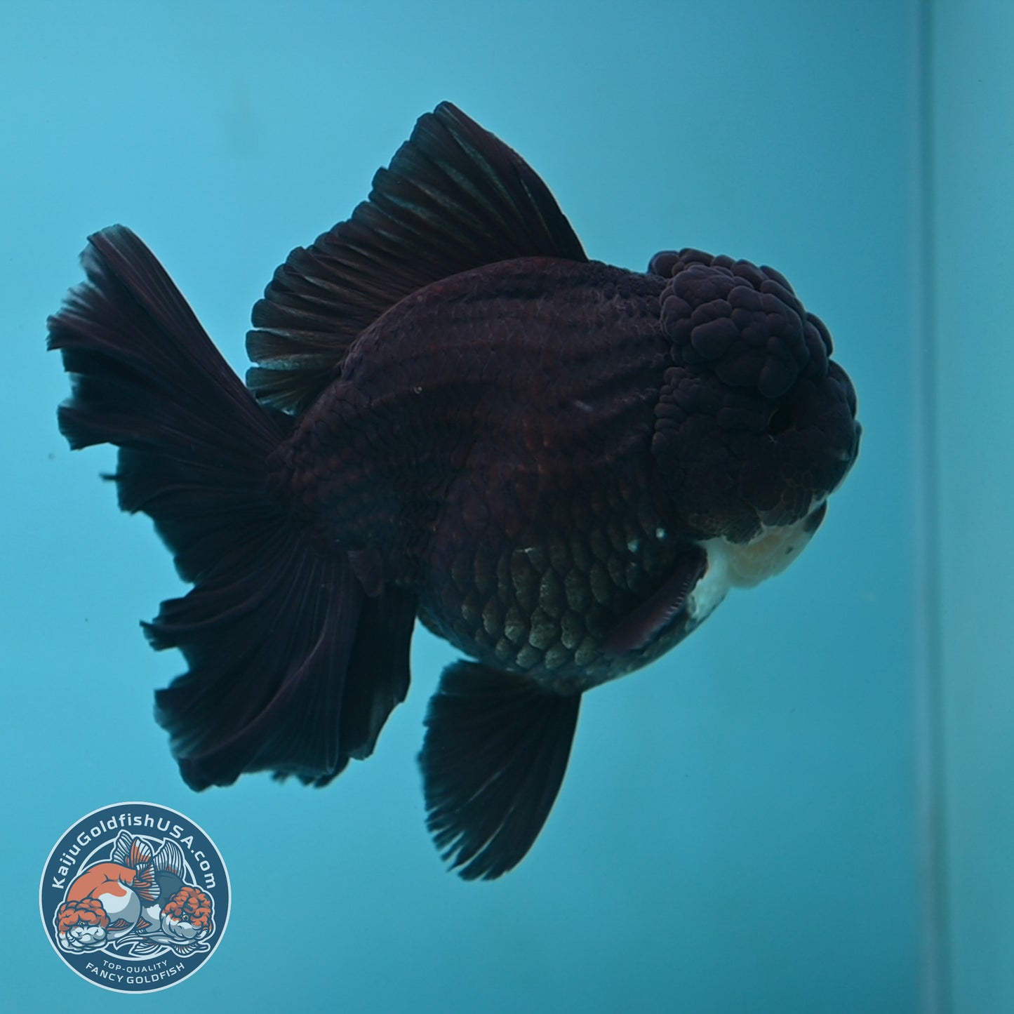 Black Rose Tail Oranda 4 inch Body (250613_OR01)