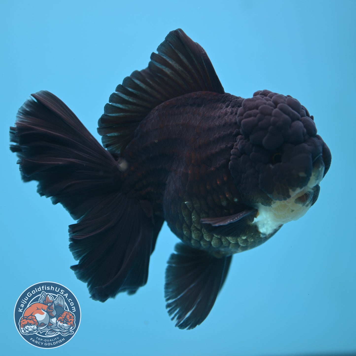 Black Rose Tail Oranda 4 inch Body (250613_OR01)