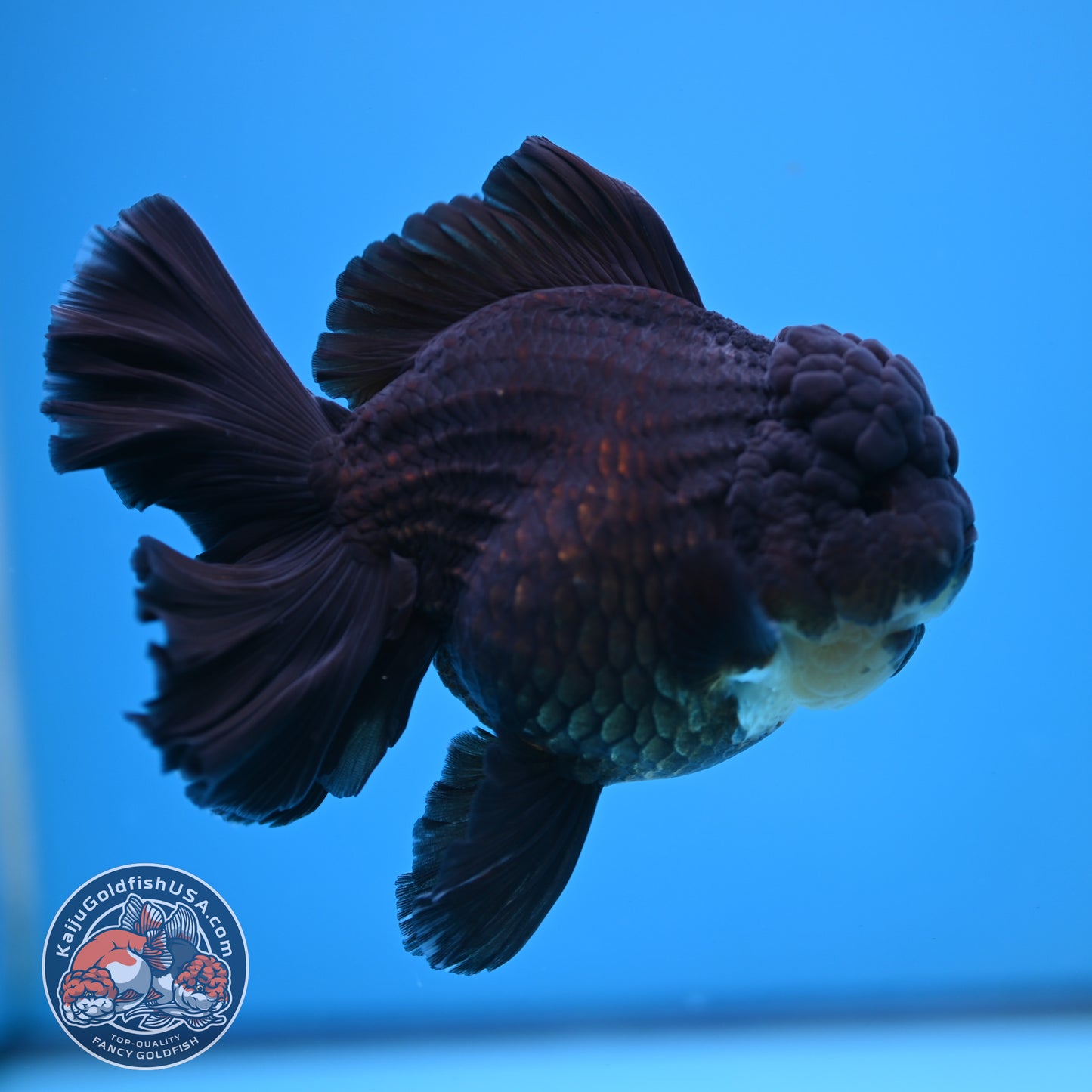 Black Rose Tail Oranda 4 inch Body (250613_OR01)