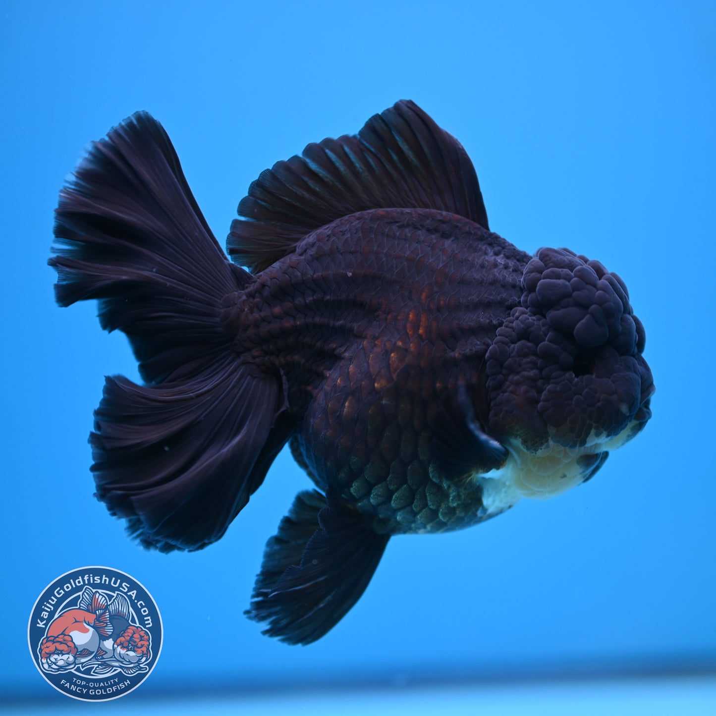 Black Rose Tail Oranda 4 inch Body (250613_OR01)