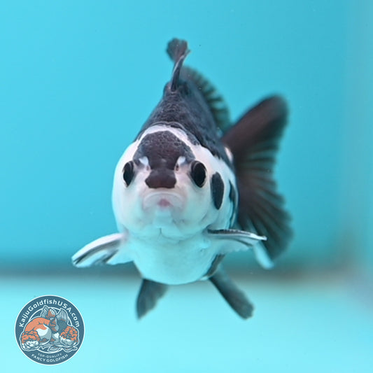 Panda Oranda 2.5 inches Body (250502_OR01)
