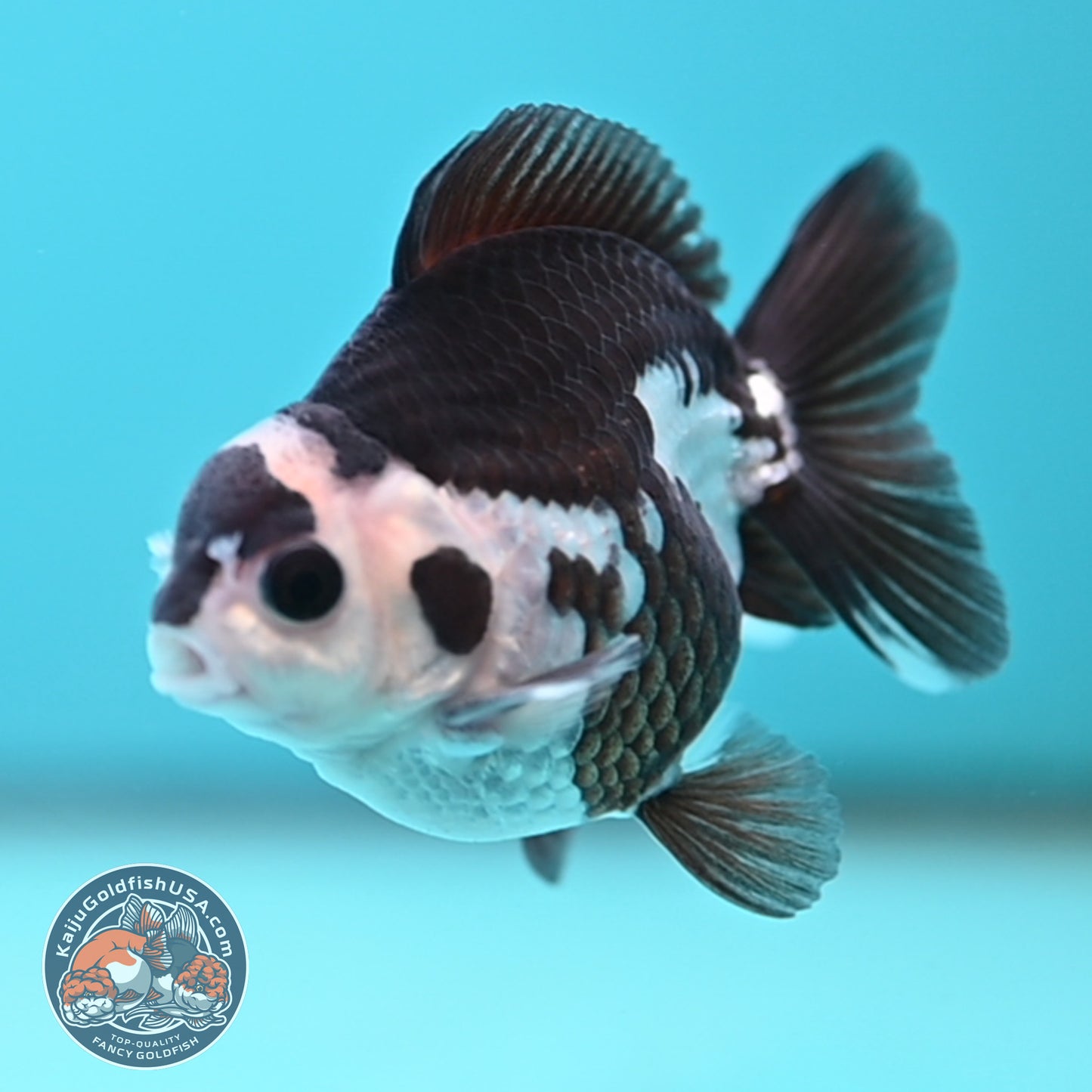 FREE2DAY Shipping - Panda Oranda 2.5 inches Body (250502_OR01)