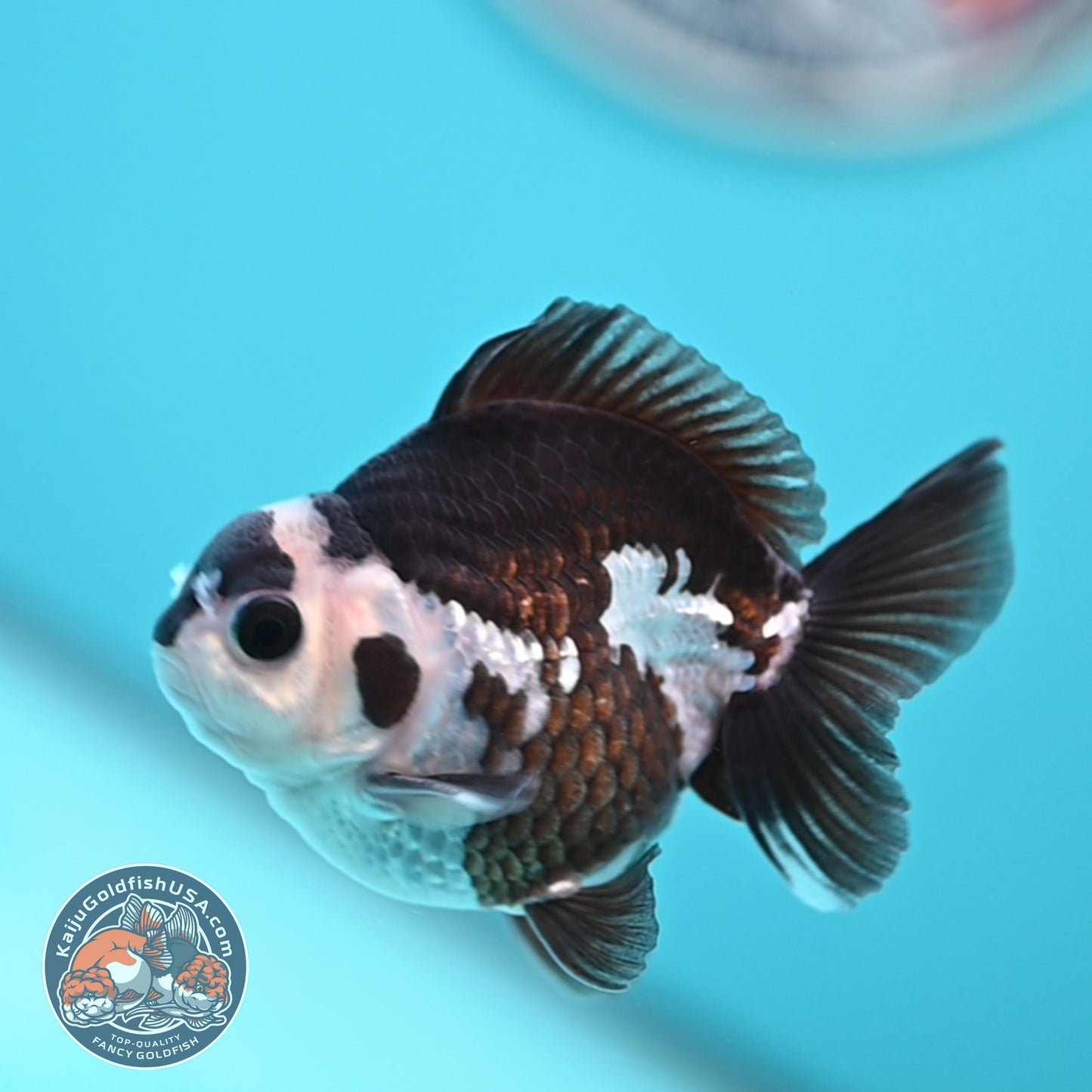 FREE2DAY Shipping - Panda Oranda 2.5 inches Body (250502_OR01)