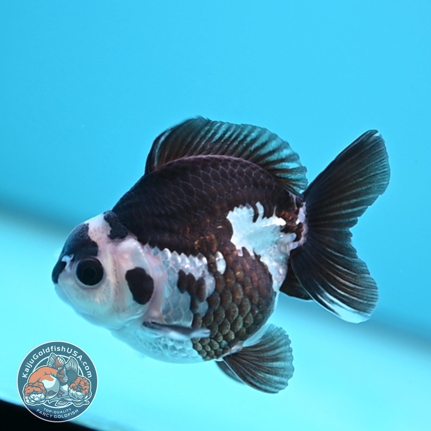 FREE2DAY Shipping - Panda Oranda 2.5 inches Body (250502_OR01)
