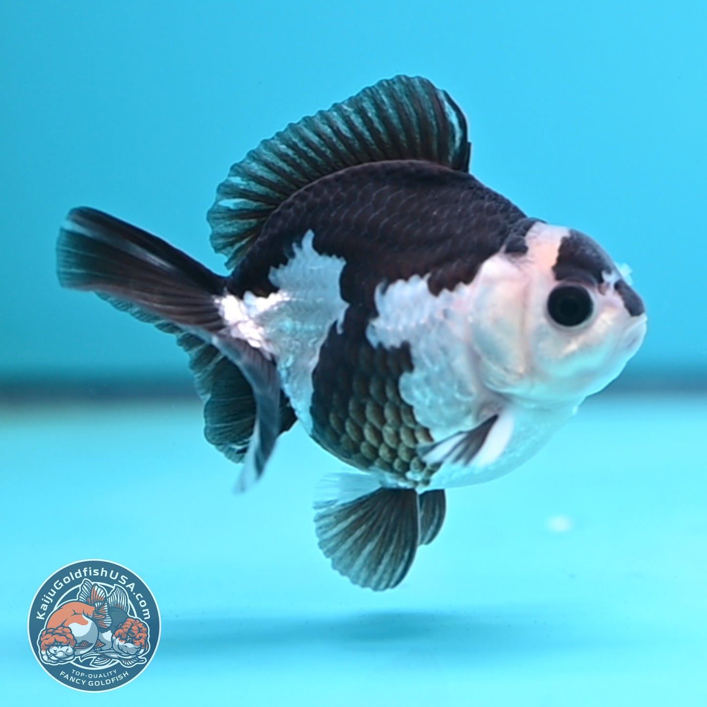 FREE2DAY Shipping - Panda Oranda 2.5 inches Body (250502_OR01)
