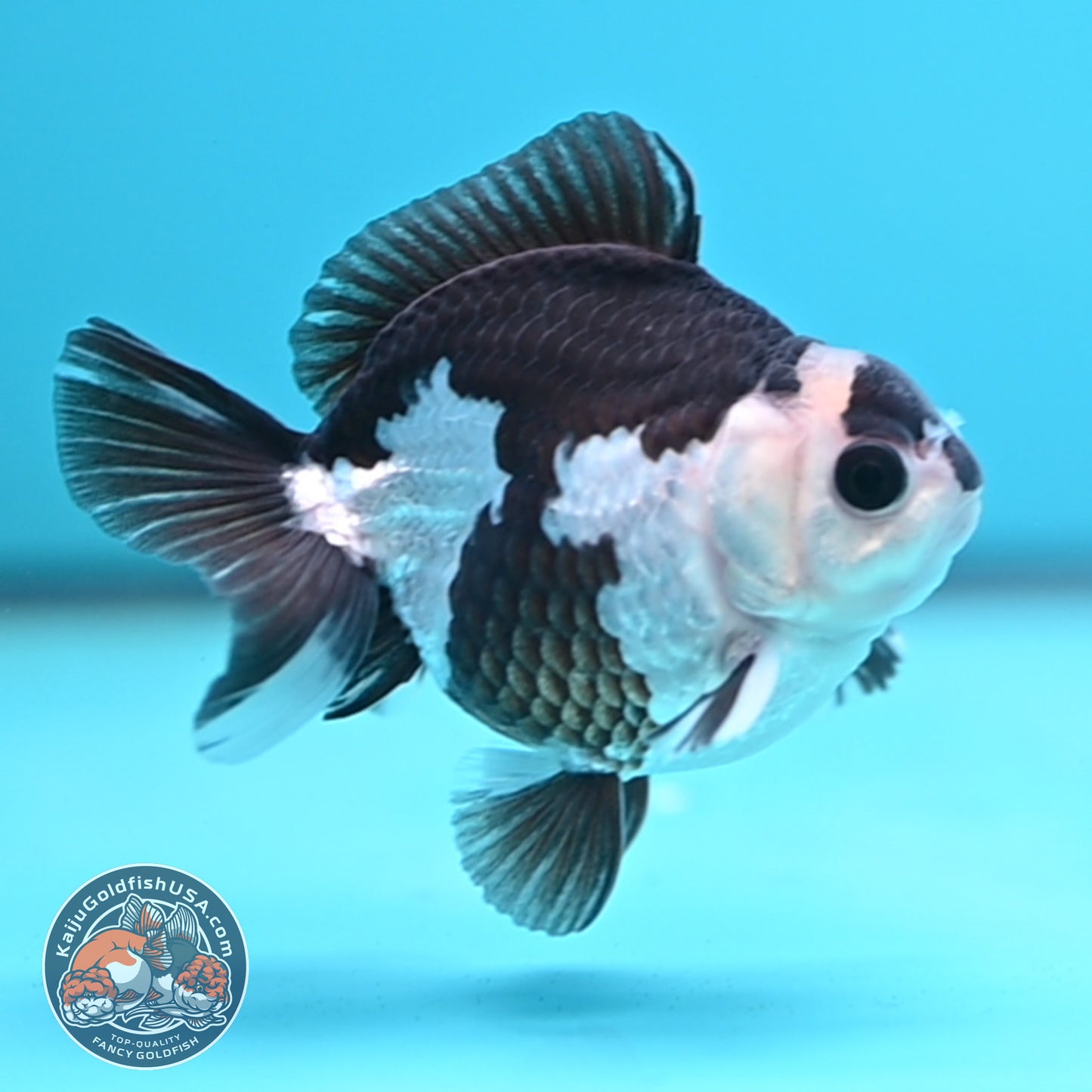 FREE2DAY Shipping - Panda Oranda 2.5 inches Body (250502_OR01)