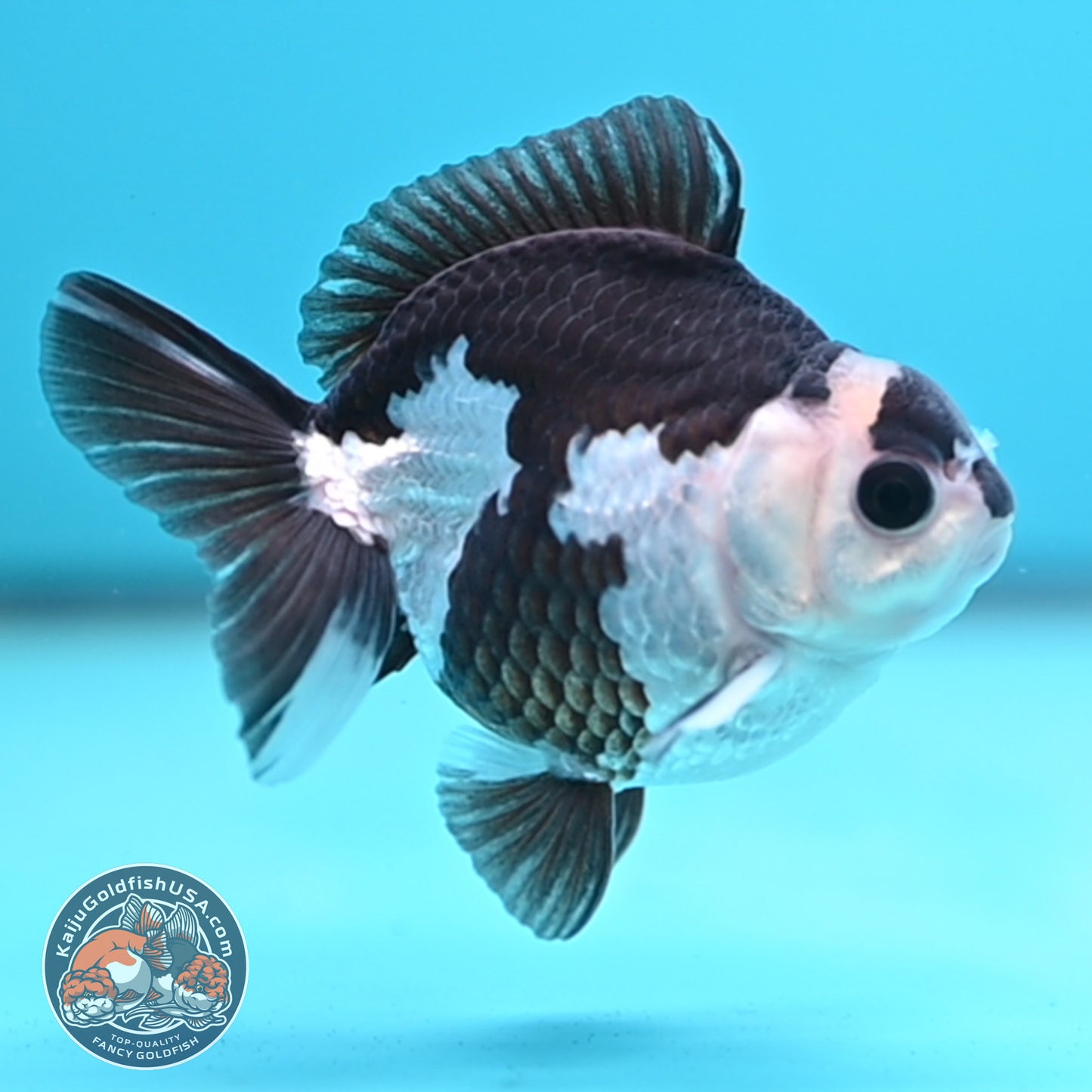 FREE2DAY Shipping - Panda Oranda 2.5 inches Body (250502_OR01)