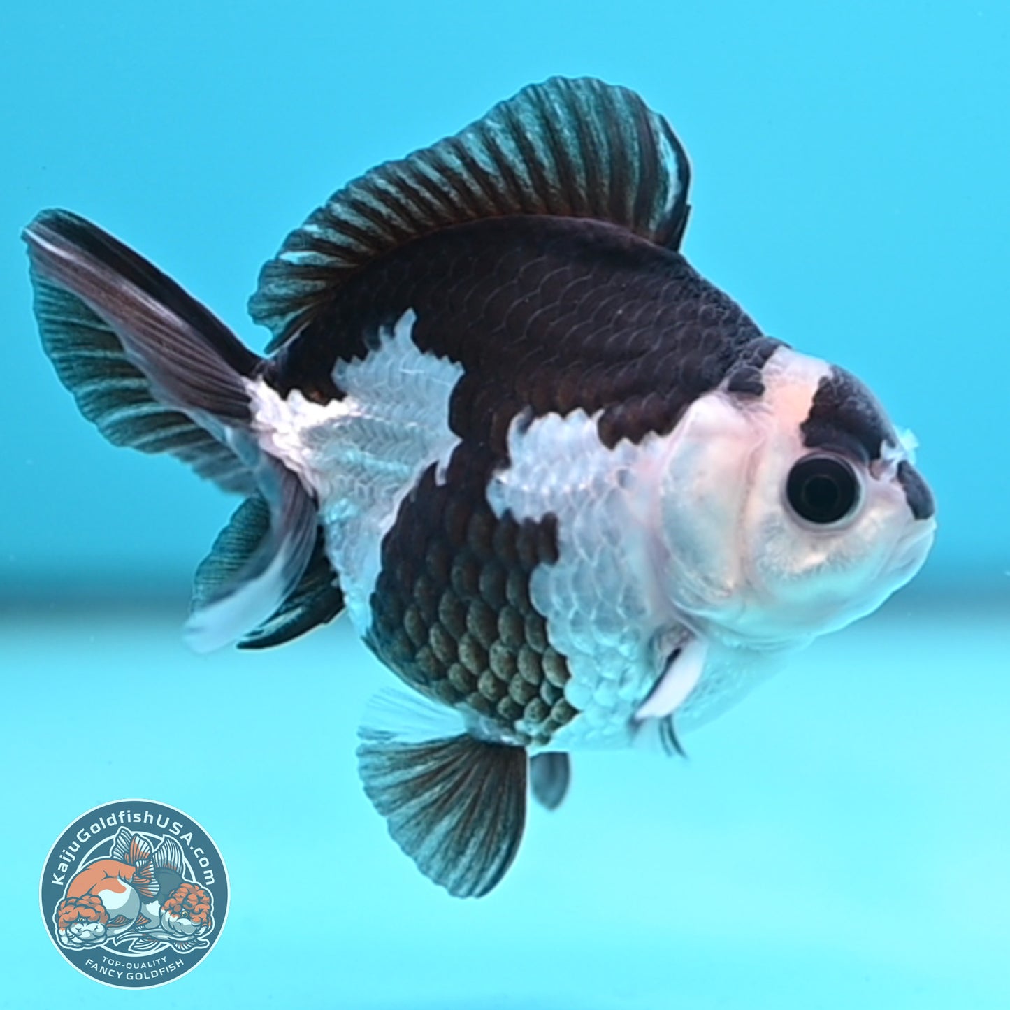 FREE2DAY Shipping - Panda Oranda 2.5 inches Body (250502_OR01)