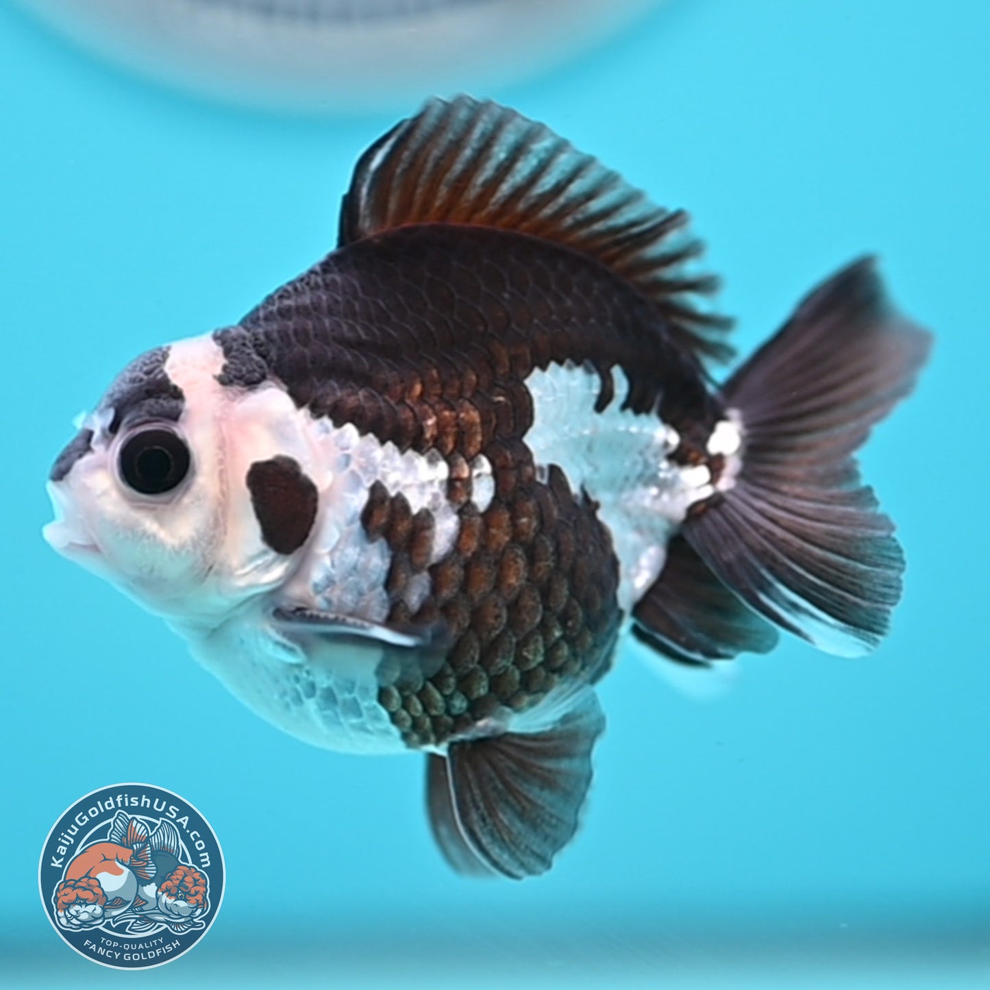 FREE2DAY Shipping - Panda Oranda 2.5 inches Body (250502_OR01)