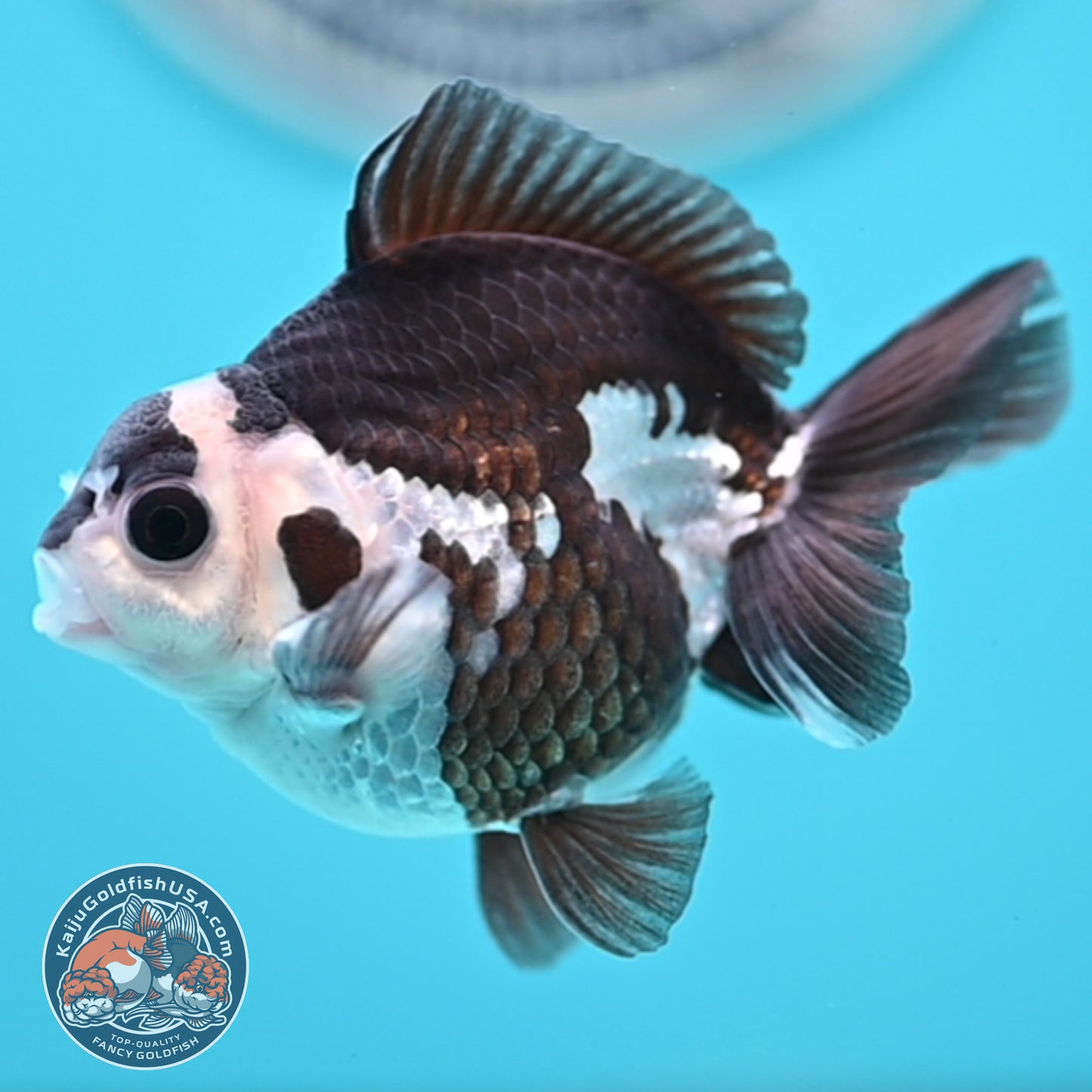 FREE2DAY Shipping - Panda Oranda 2.5 inches Body (250502_OR01)