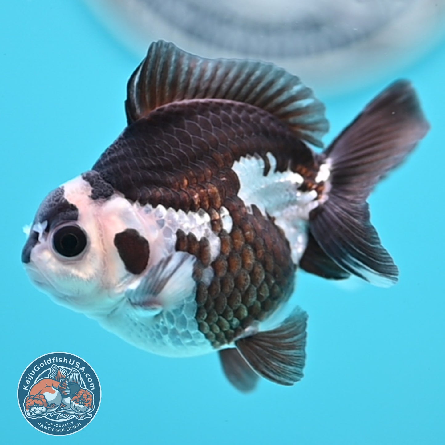FREE2DAY Shipping - Panda Oranda 2.5 inches Body (250502_OR01)