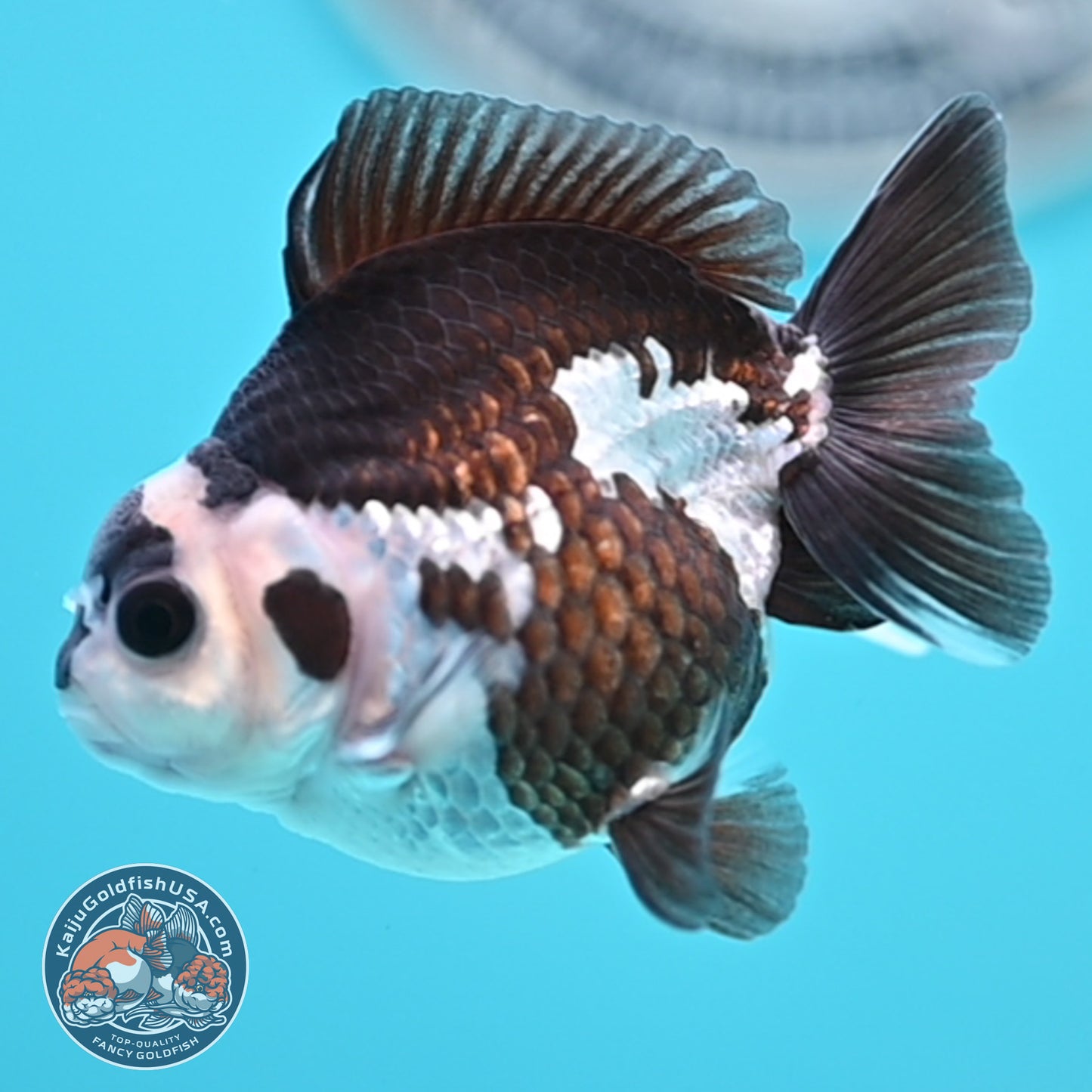 FREE2DAY Shipping - Panda Oranda 2.5 inches Body (250502_OR01)