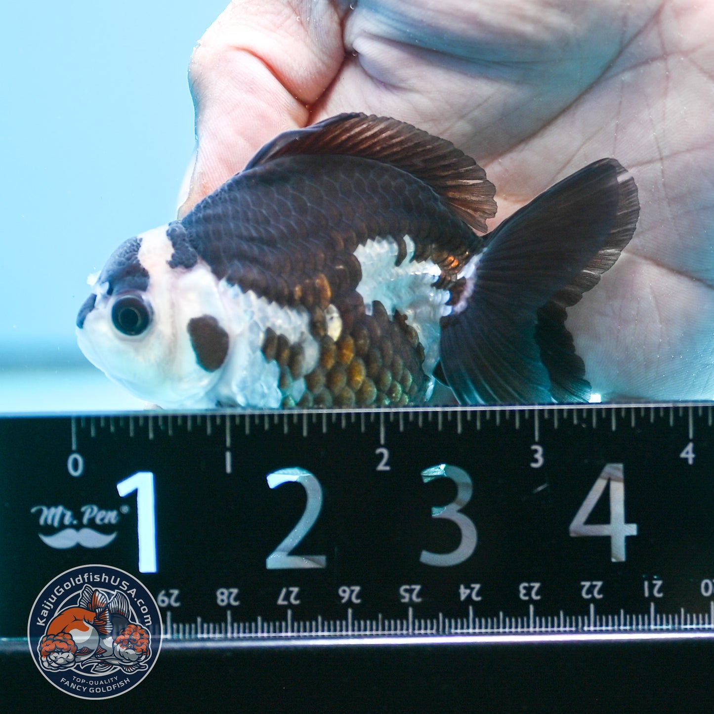 FREE2DAY Shipping - Panda Oranda 2.5 inches Body (250502_OR01)