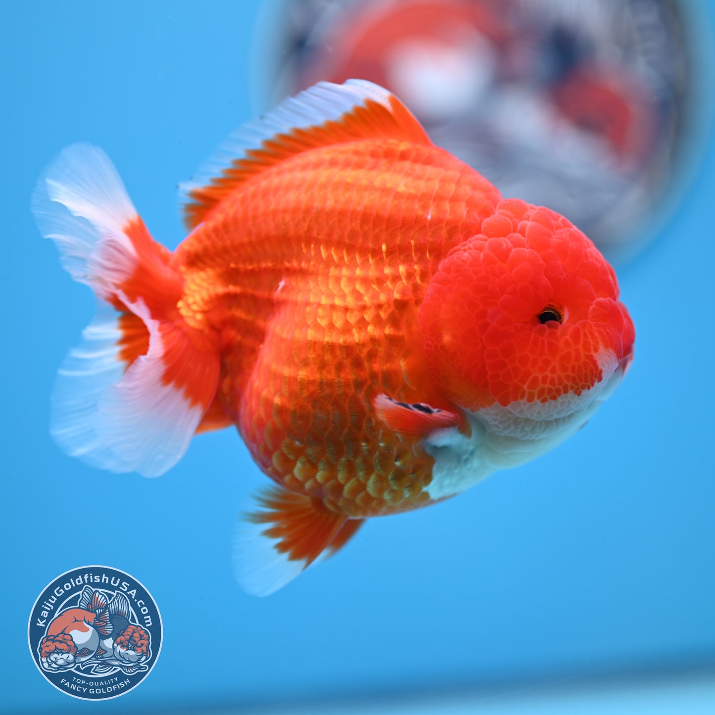 Red White YuanBao Oranda 4 inches Body (250516_OR02)