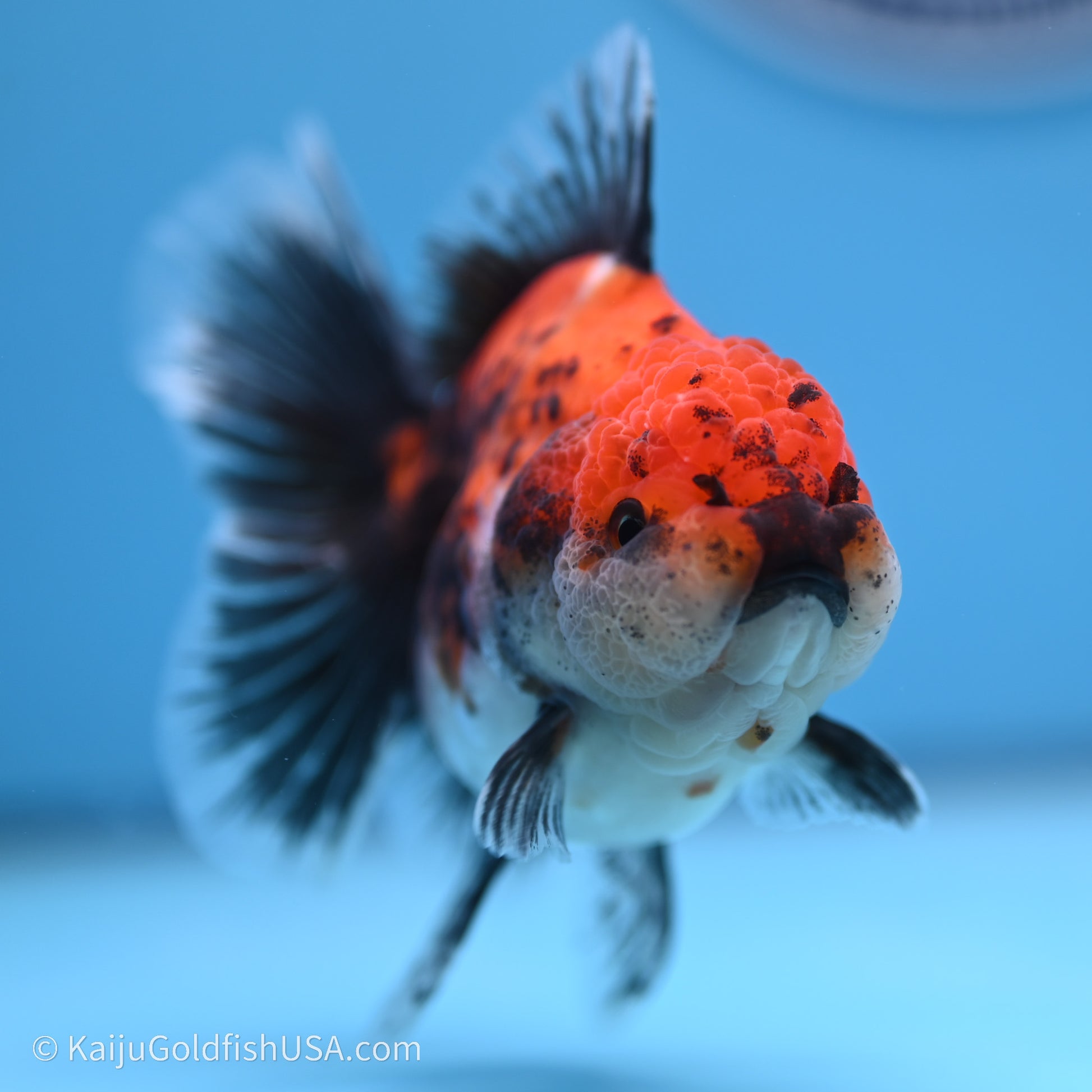 Shogun Godzilla Calico Rose Tail Oranda 3.5in Body (240719_OR02) - Kaiju Goldfish USA