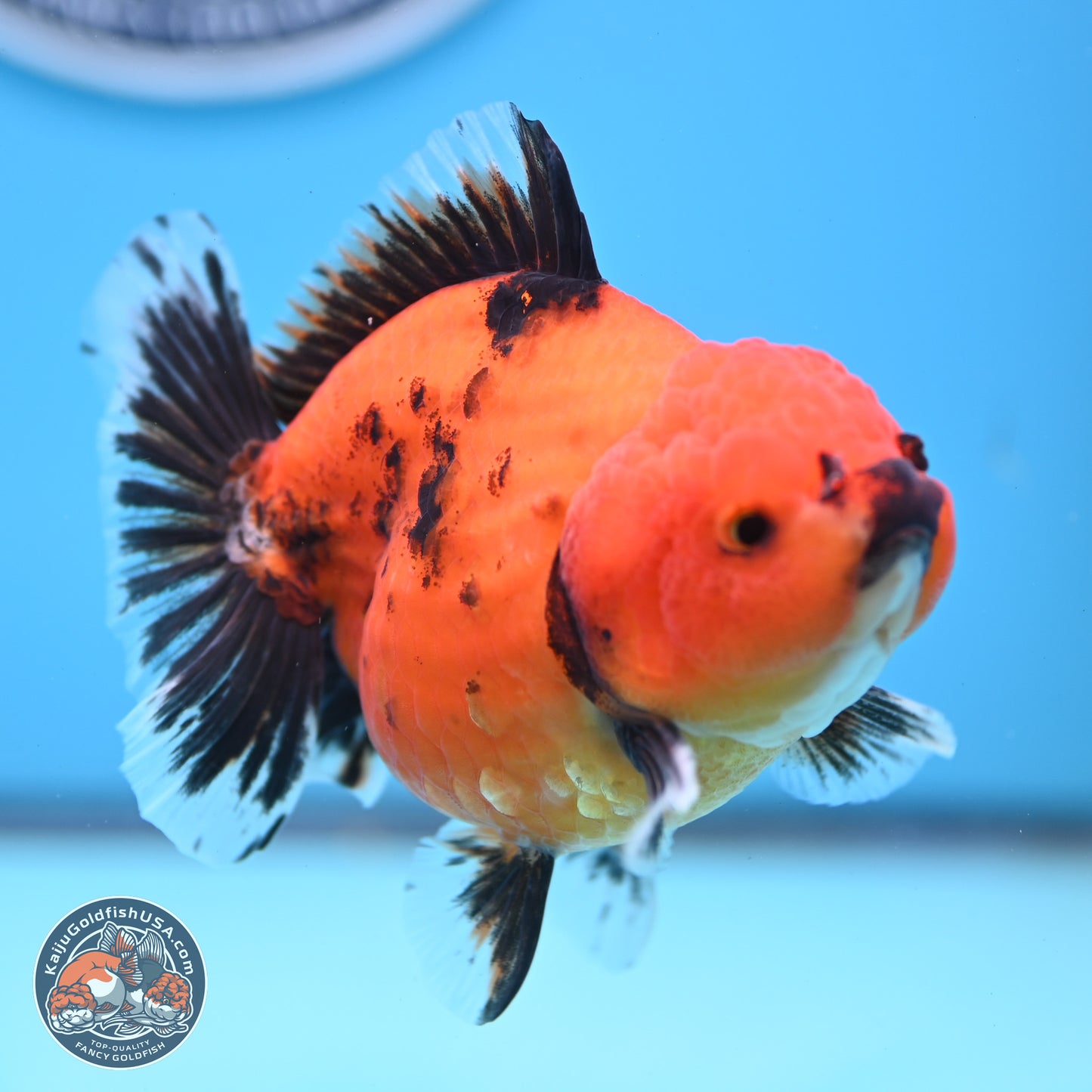 Shogun Tiger/Apache Oranda 4-4.5 inches (241004_OR02) - Kaiju Goldfish USA