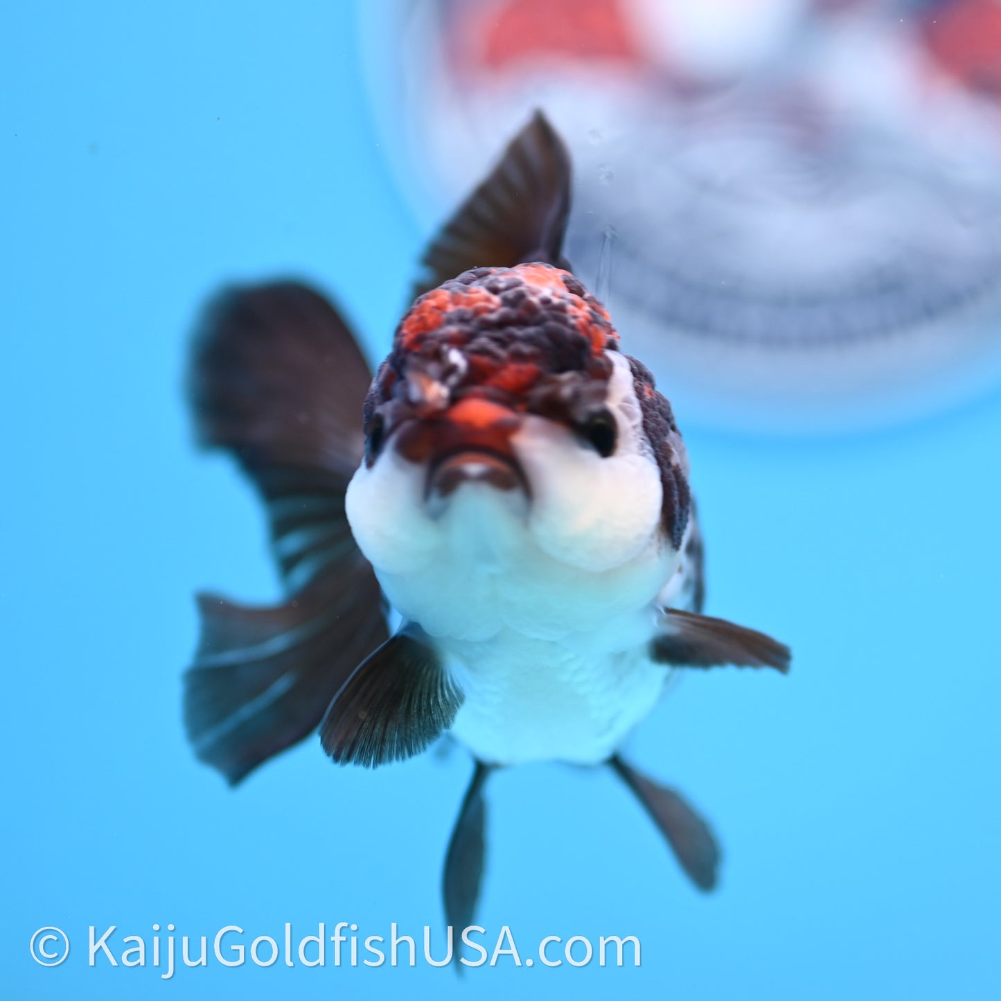 Tricolor Oranda 3.5in body (240726_OR02) - Kaiju Goldfish USA