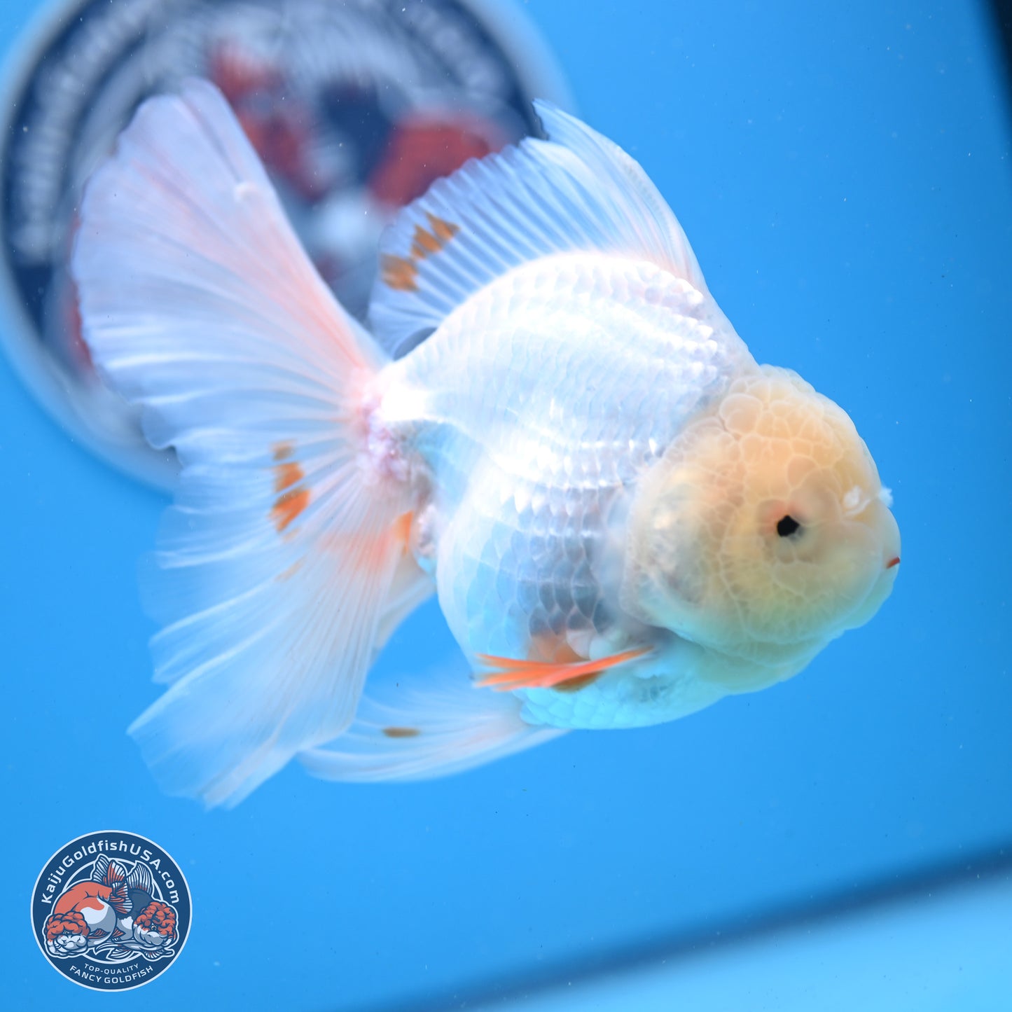 Red White Rose Tail Oranda 4-6 inches (240913_OR02) - Kaiju Goldfish USA