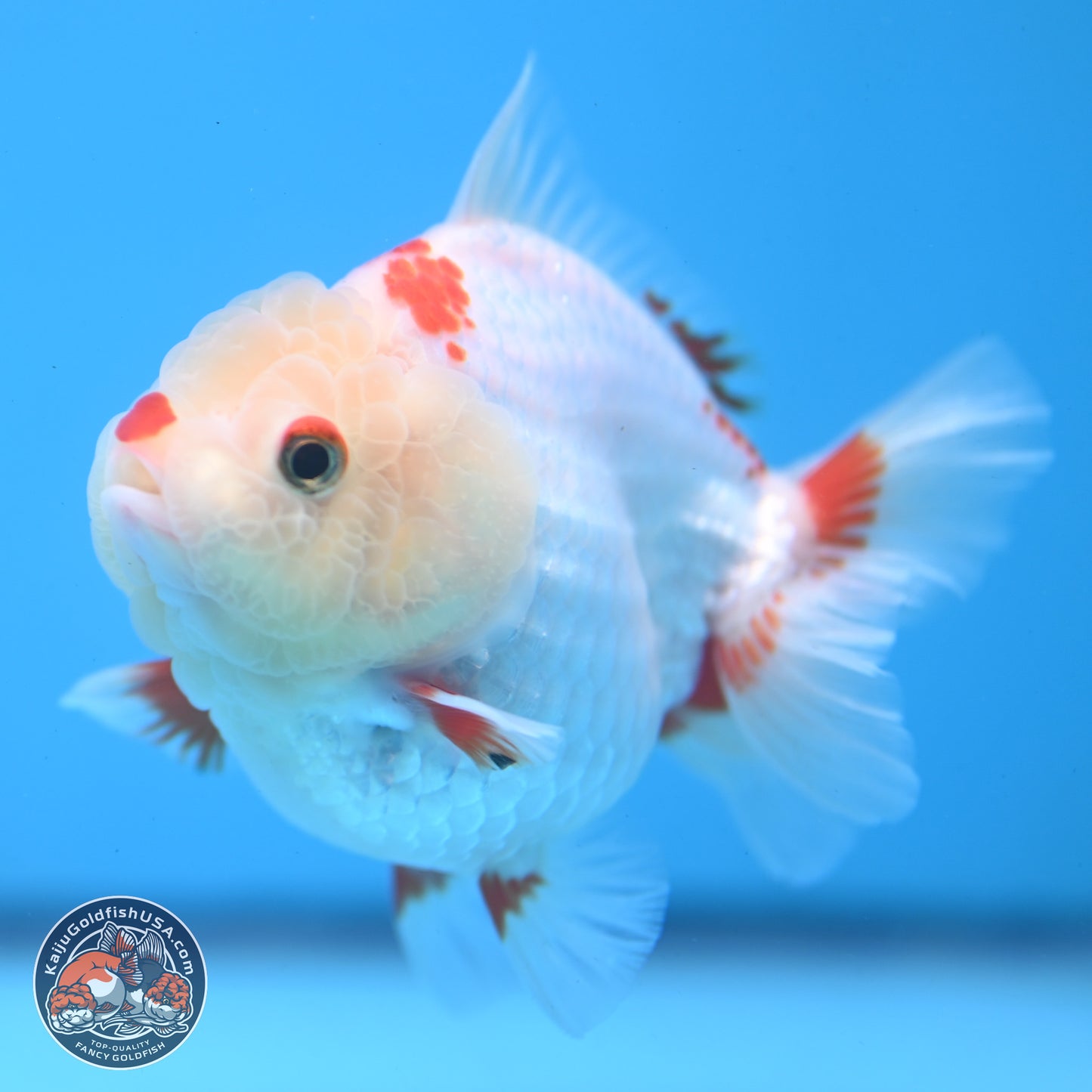 Red White YuanBao Oranda 3.25 inches Body - Female (250103_OR02) - Kaiju Goldfish USA