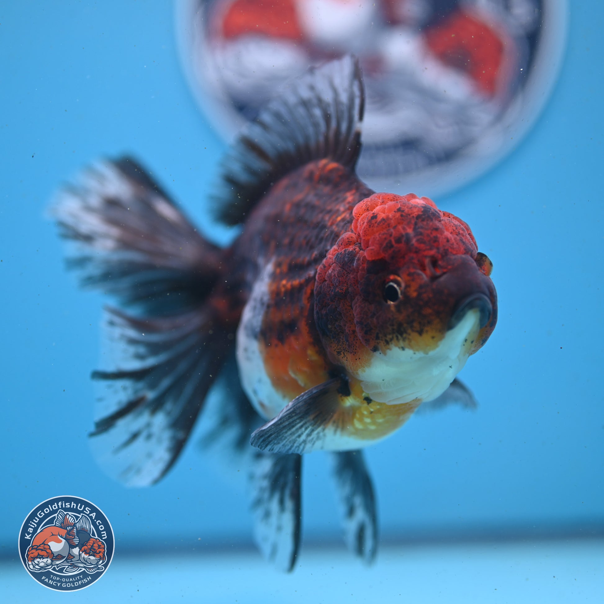 Red Kirin Rose Tail Oranda 6 inches - Female (241122_OR02) - Kaiju Goldfish USA