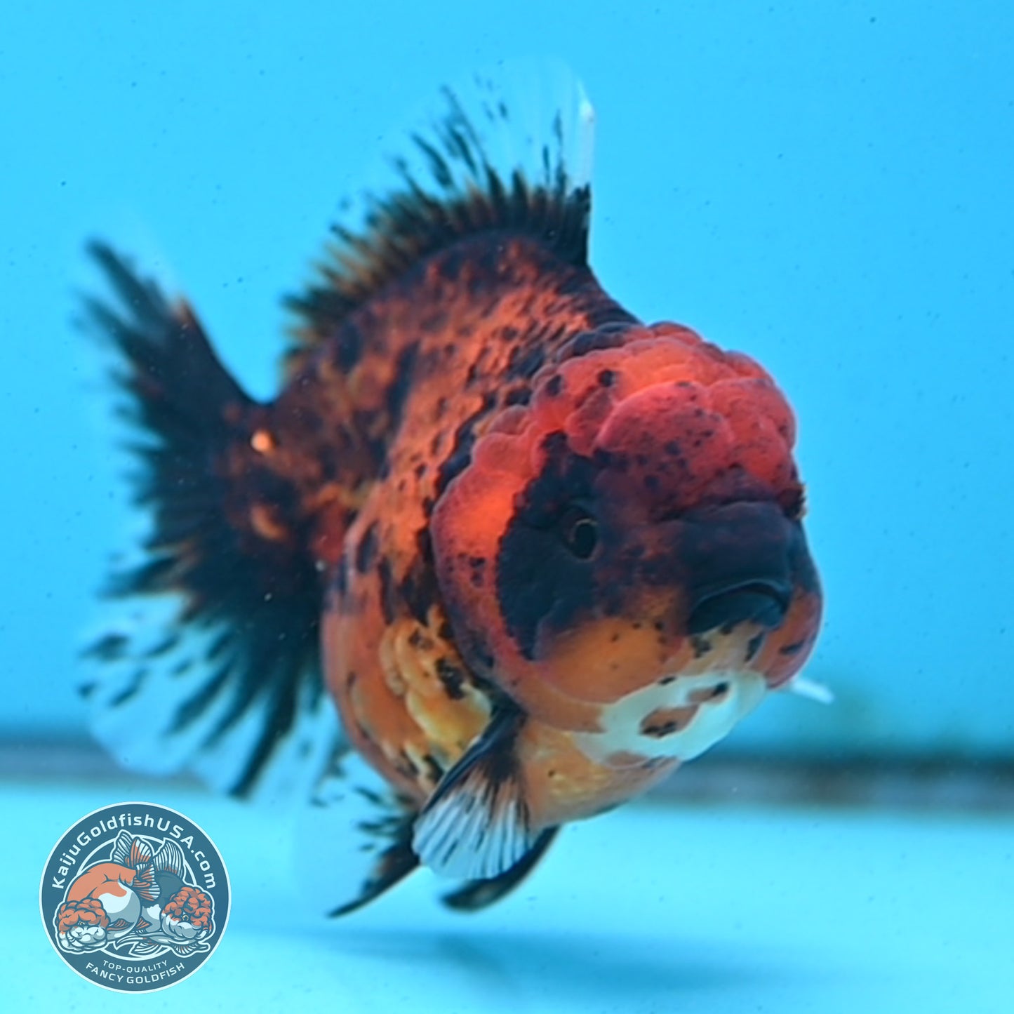 Shogun Tiger Oranda 3.5 inches Body - Male (250418_OR02)