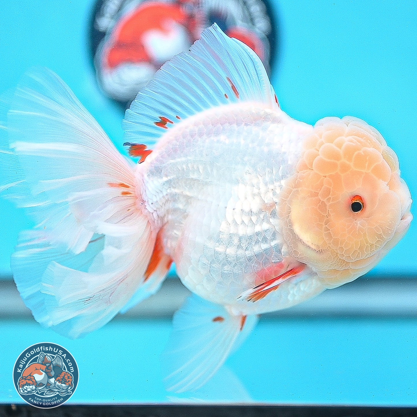 Lemon Head Red White Rose Tail Oranda 4.5 inches Body - Female (250214_OR02)