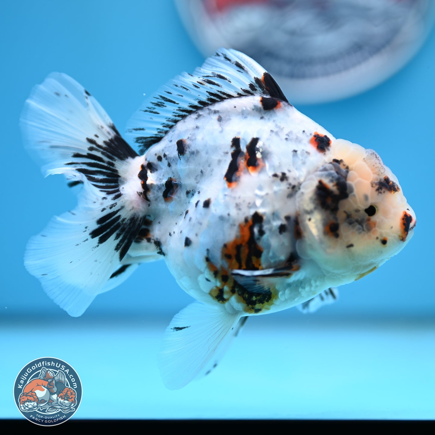 White Tiger Oranda 5.5 inches (241101_OR02) - Kaiju Goldfish USA