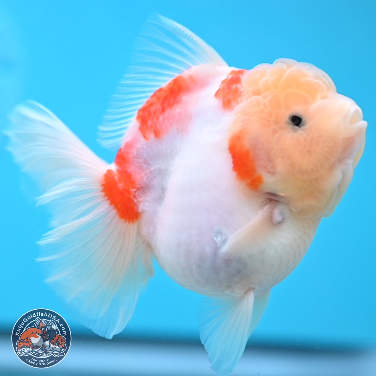 Sakura YuanBao Oranda 3.5 inches Body - Female (250207_OR02)