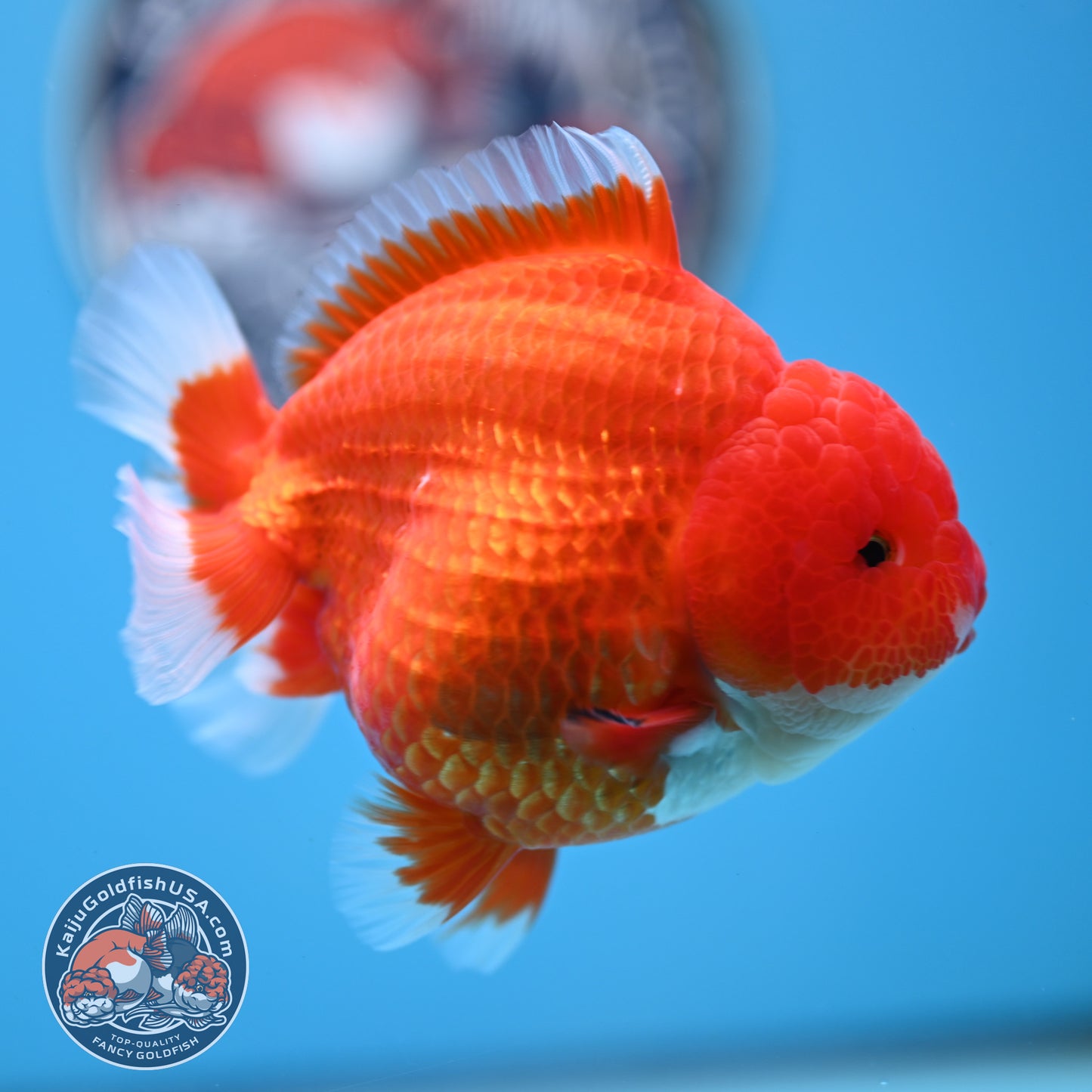 Red White YuanBao Oranda 4 inches Body (250516_OR02)