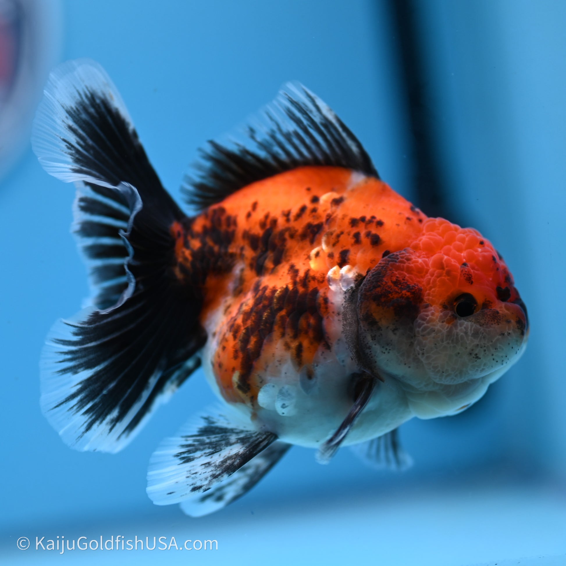 Shogun Godzilla Calico Rose Tail Oranda 3.5in Body (240719_OR02) - Kaiju Goldfish USA