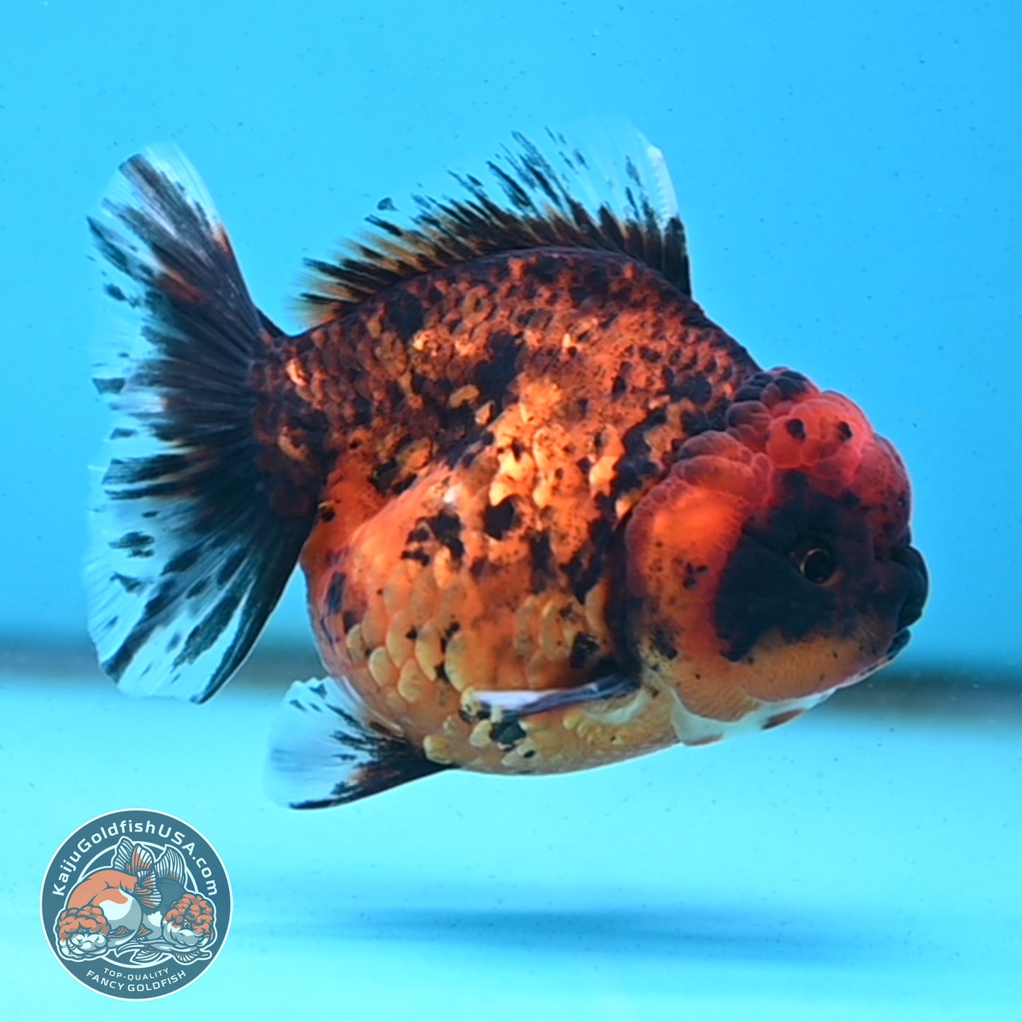 Shogun Tiger Oranda 3.5 inches Body - Male (250418_OR02)