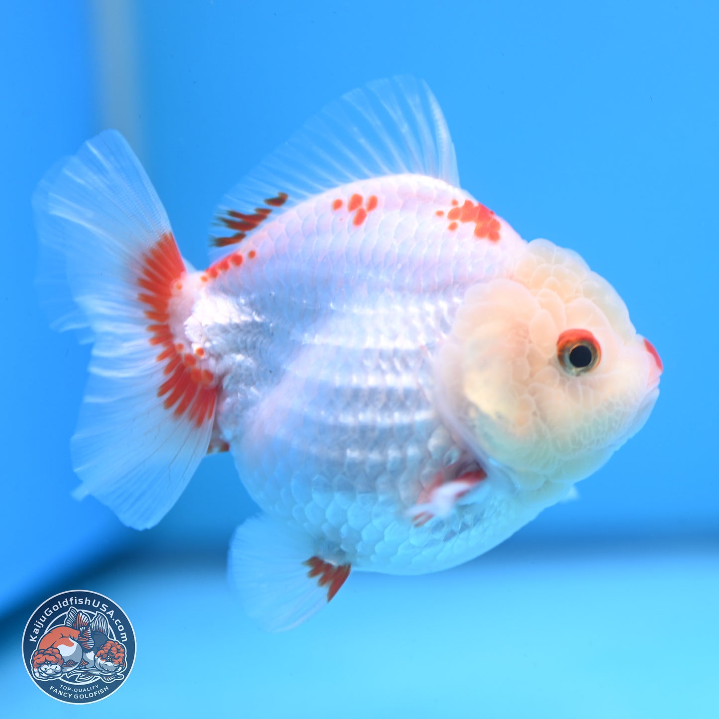 Red White YuanBao Oranda 3.25 inches Body - Female (250103_OR02) - Kaiju Goldfish USA