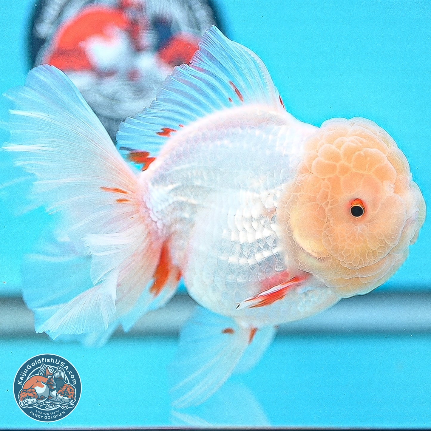 Lemon Head Red White Rose Tail Oranda 4.5 inches Body - Female (250214_OR02)