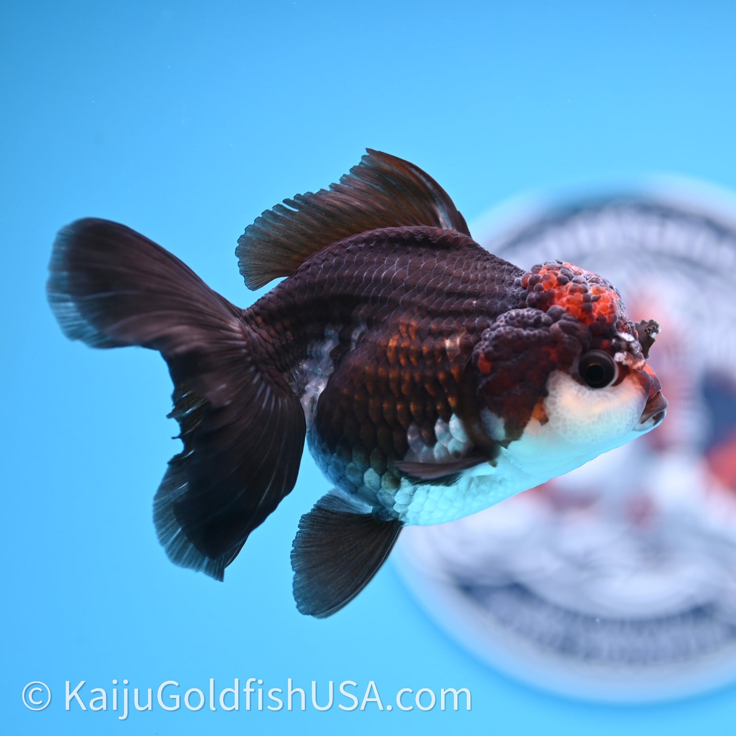 Tricolor Oranda 3.5in body (240726_OR02) - Kaiju Goldfish USA