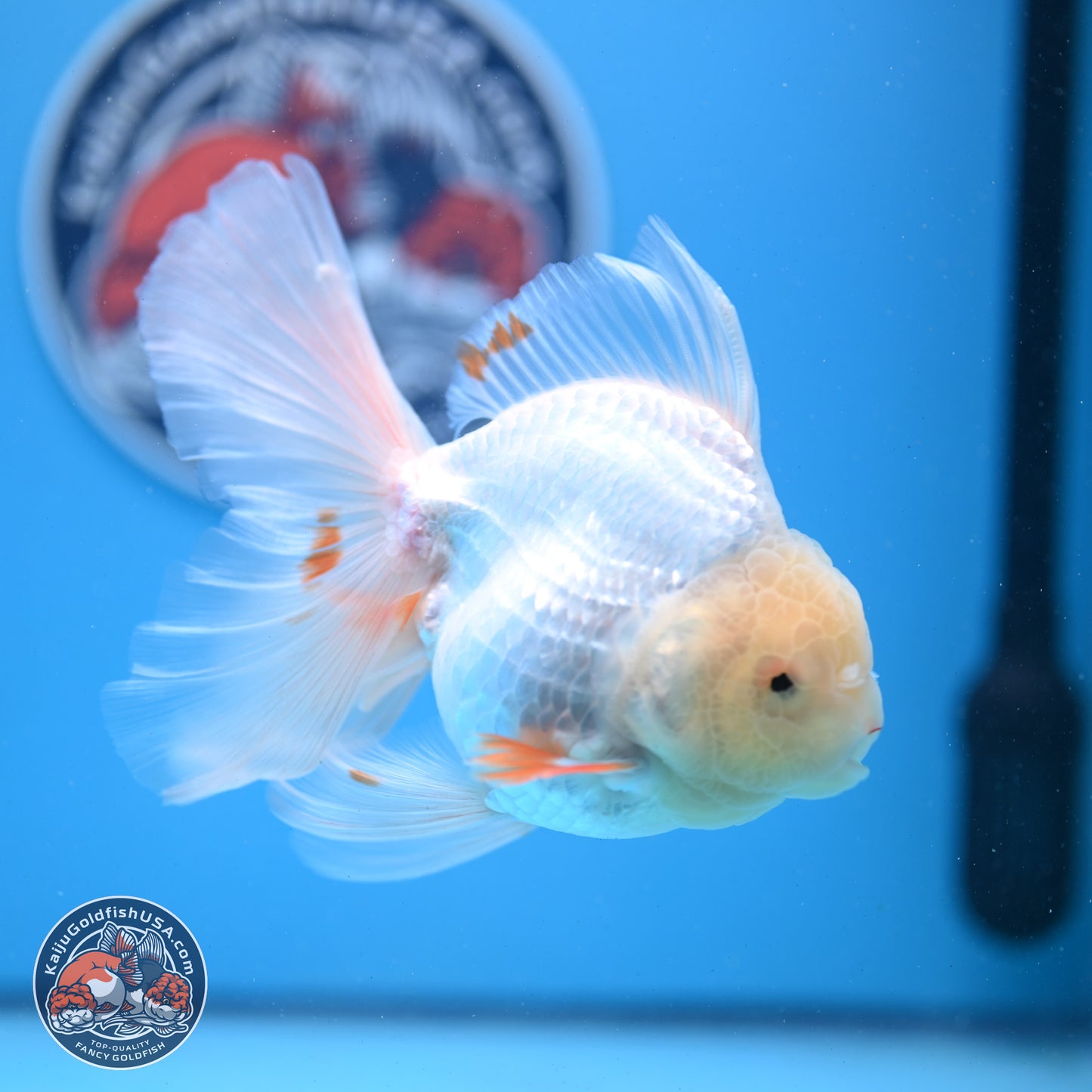 Red White Rose Tail Oranda 4-6 inches (240913_OR02) - Kaiju Goldfish USA