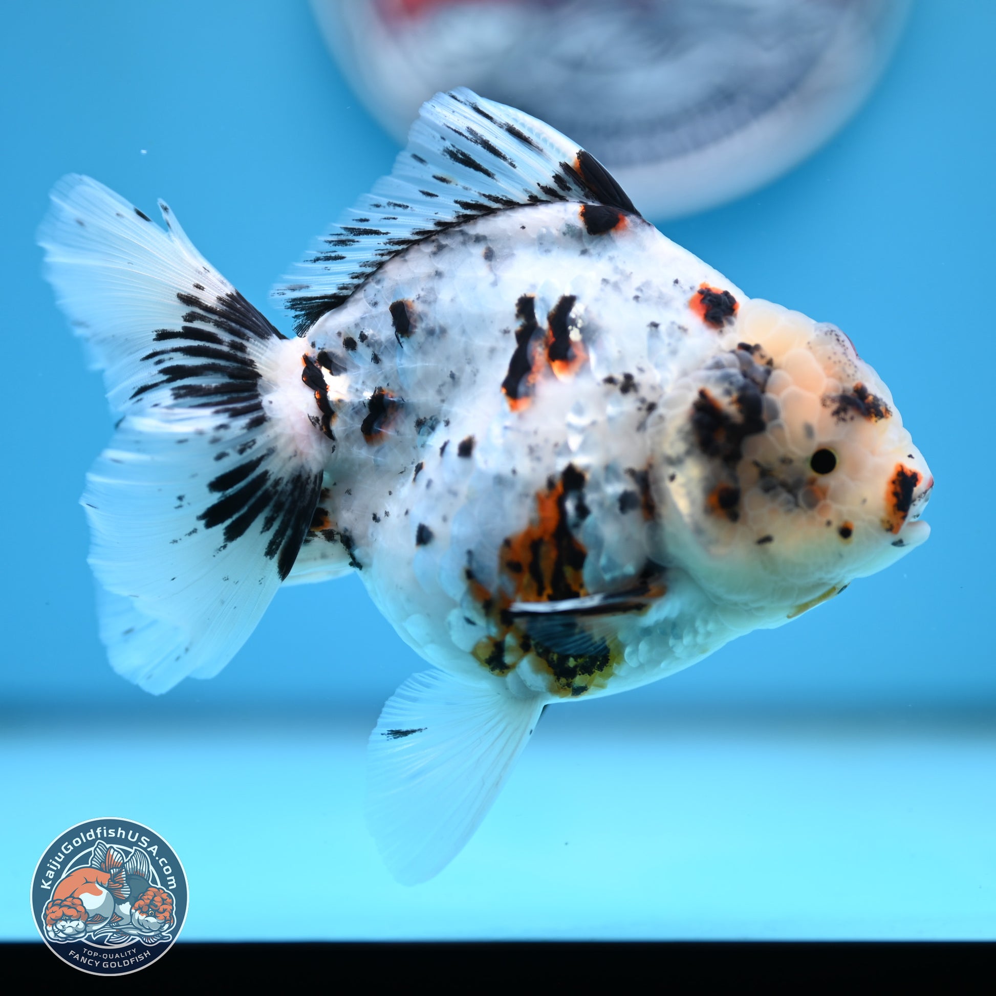 White Tiger Oranda 5.5 inches (241101_OR02) - Kaiju Goldfish USA