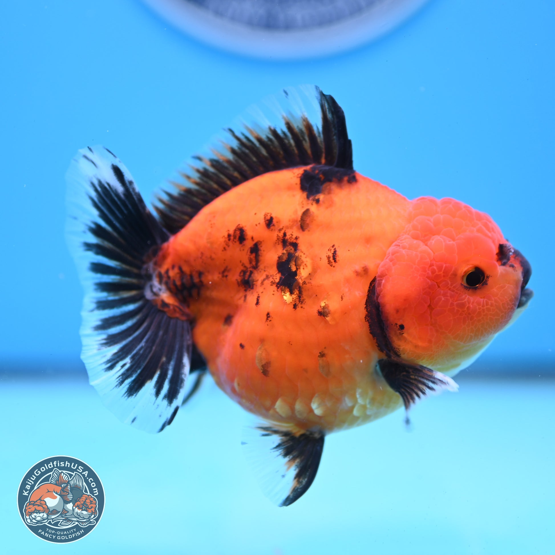 Shogun Tiger/Apache Oranda 4-4.5 inches (241004_OR02) - Kaiju Goldfish USA