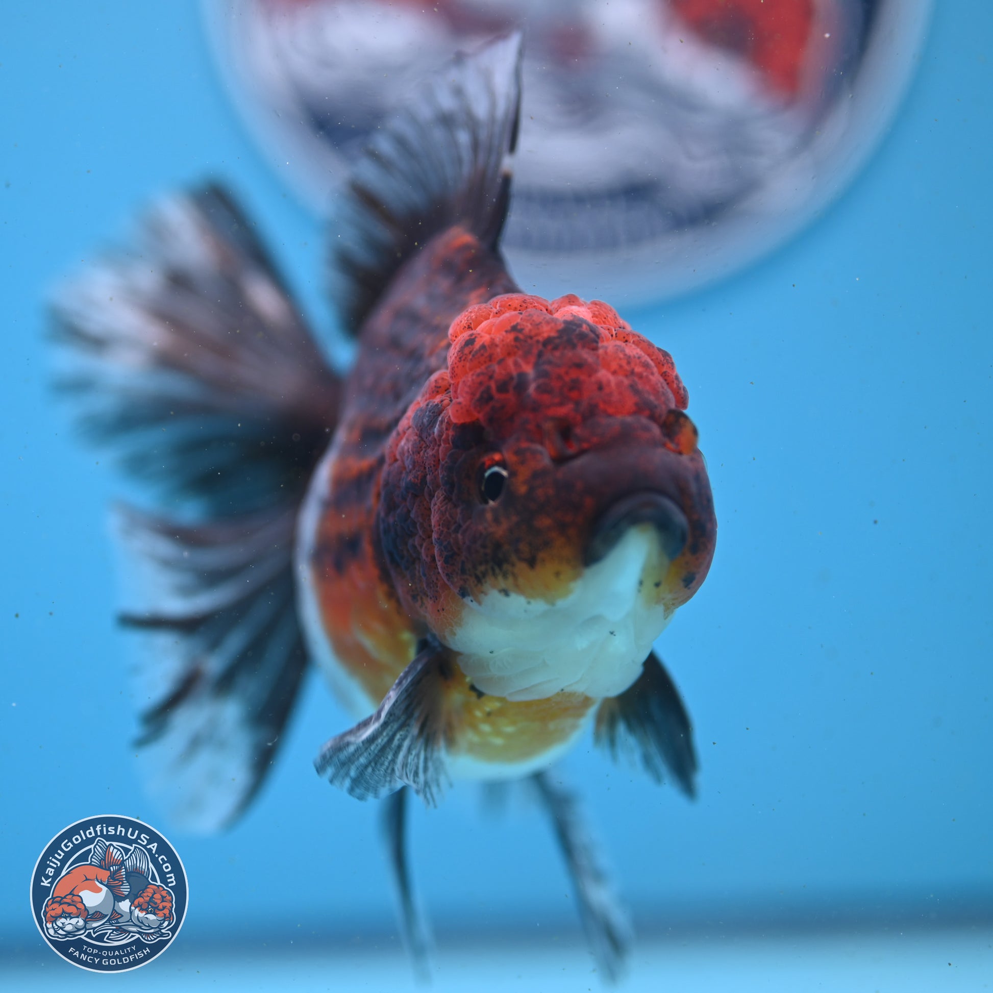 Red Kirin Rose Tail Oranda 6 inches - Female (241122_OR02) - Kaiju Goldfish USA