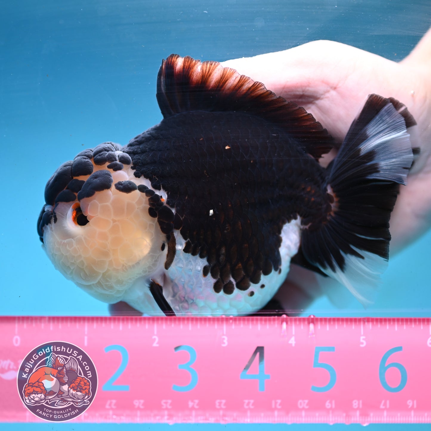 Panda Oranda 4.5 inch Body (250919_OR02)