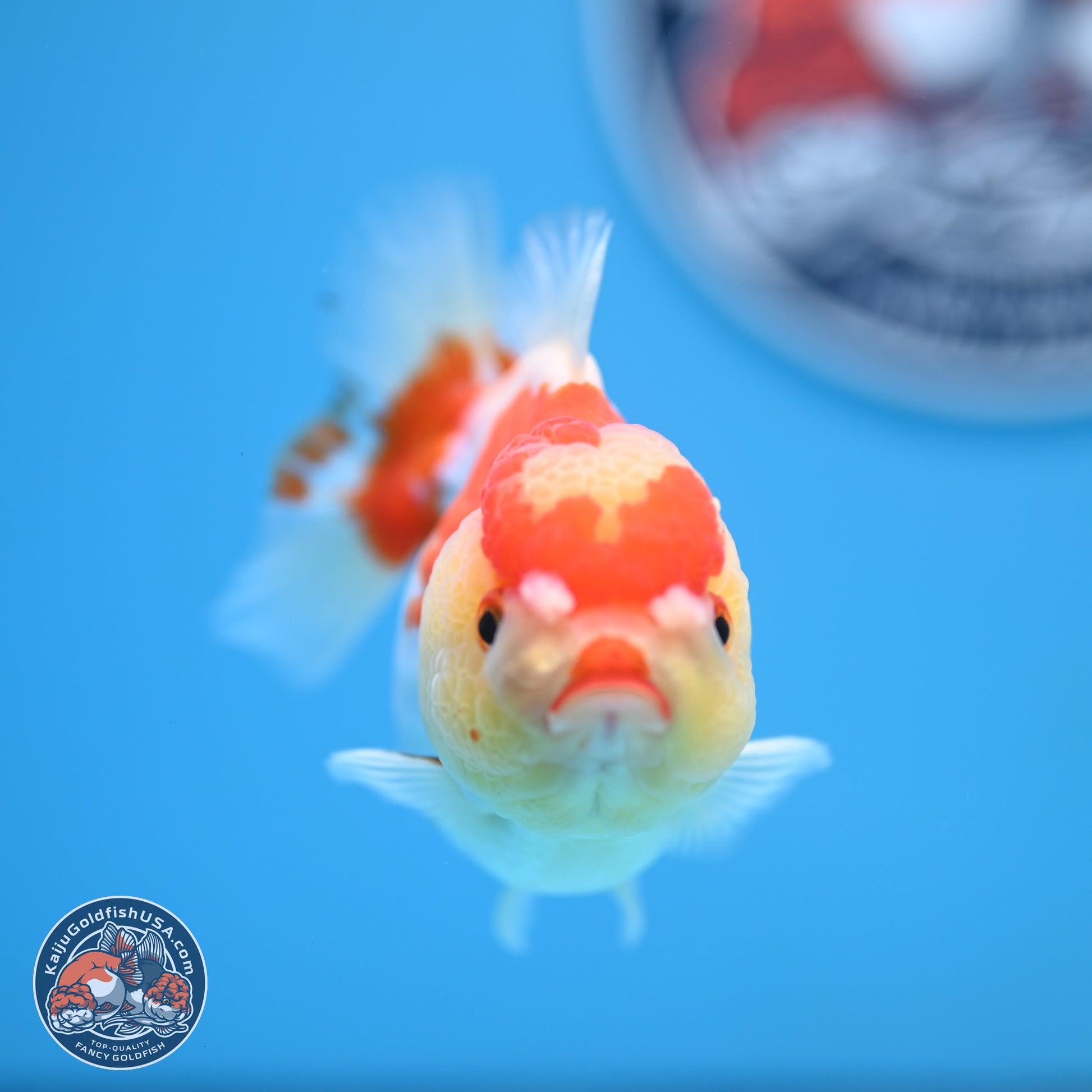 Red White YuanBao Oranda 3.5-4 inches (240927_OR2) - Kaiju Goldfish USA